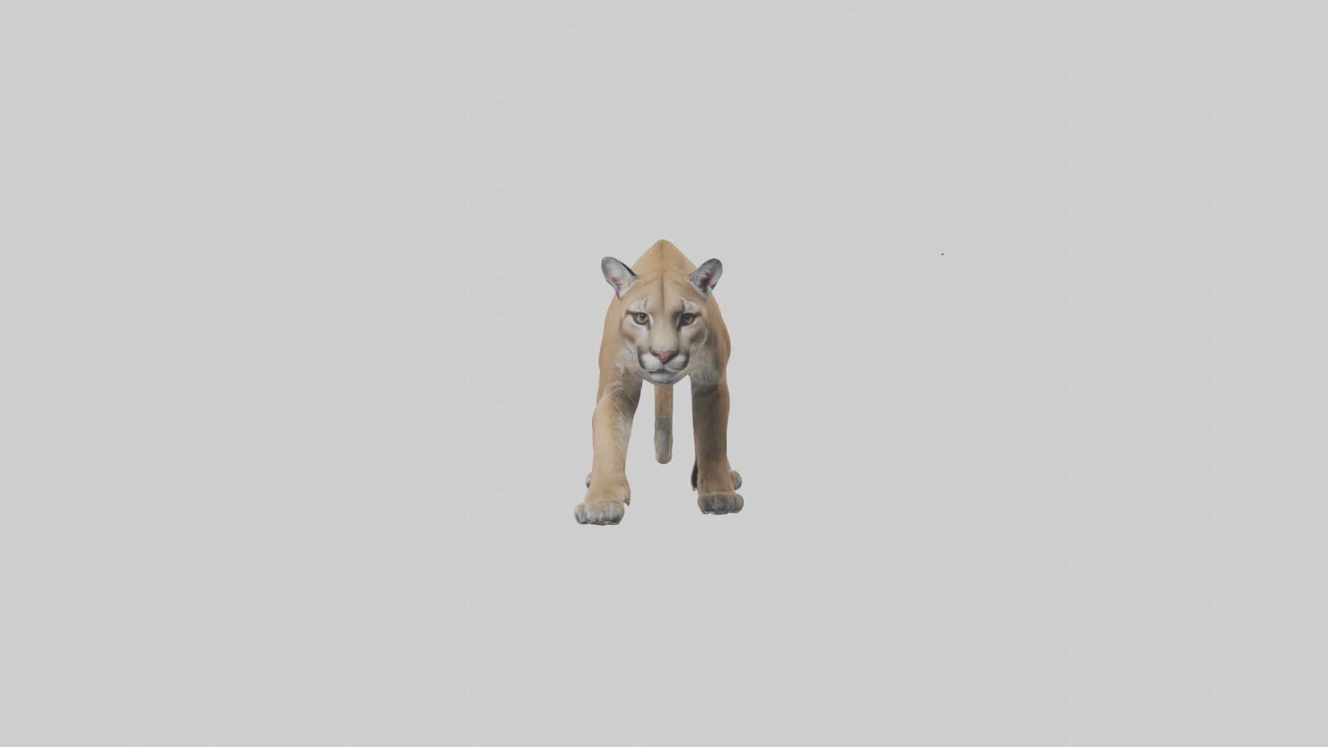 Puma stalking model Low-poly 3D model_9