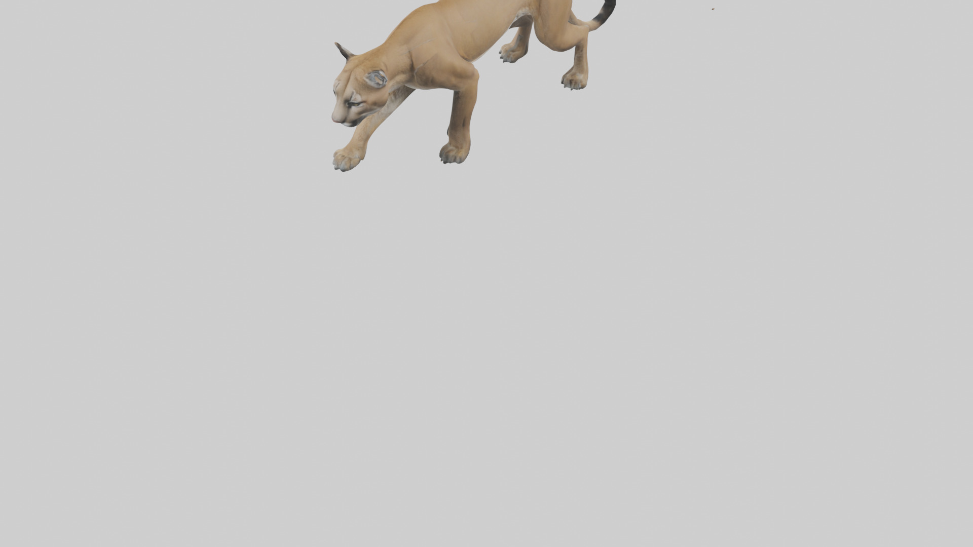 Puma stalking model Low-poly 3D model_5