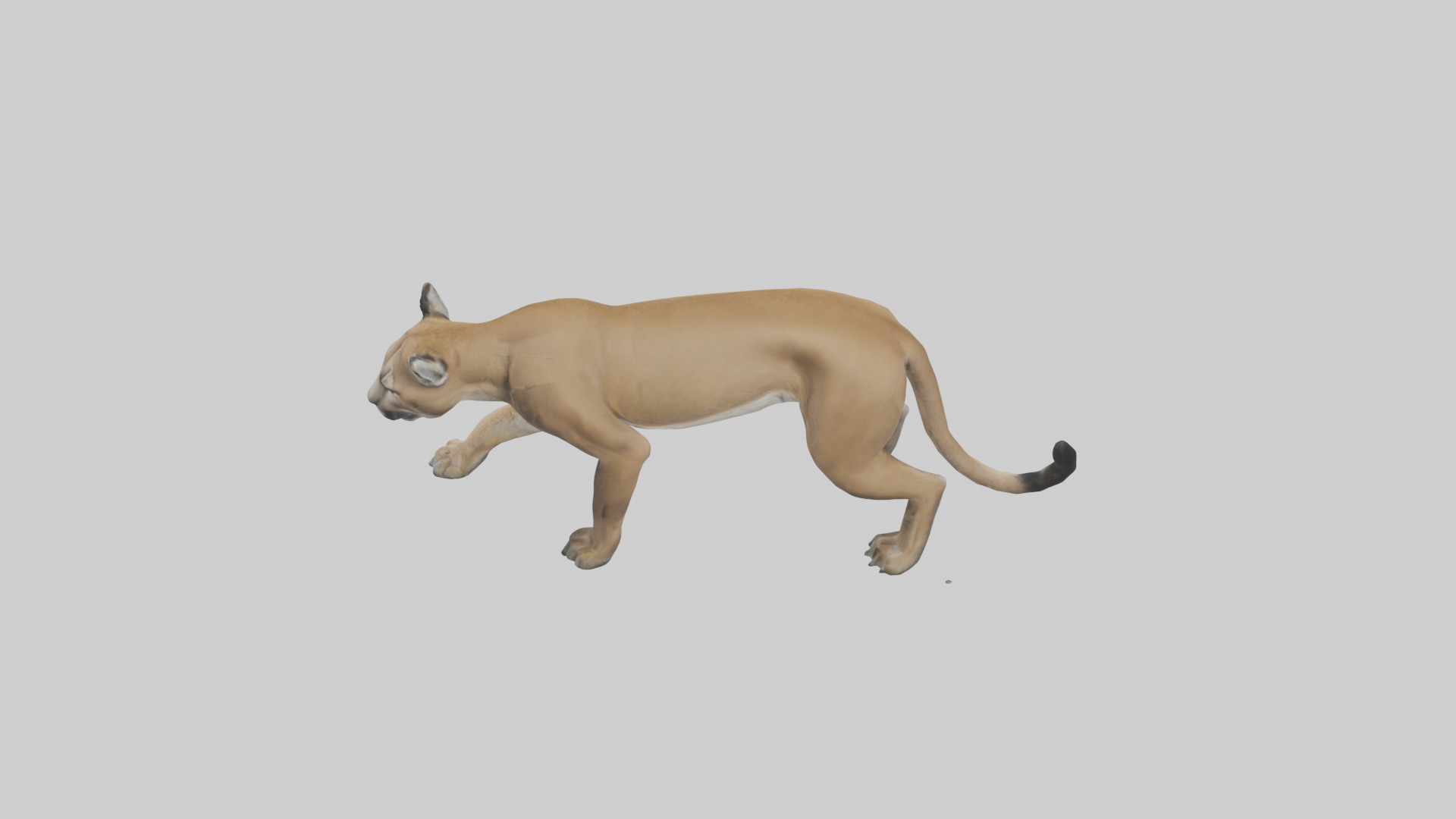 Puma stalking model Low-poly 3D model_17