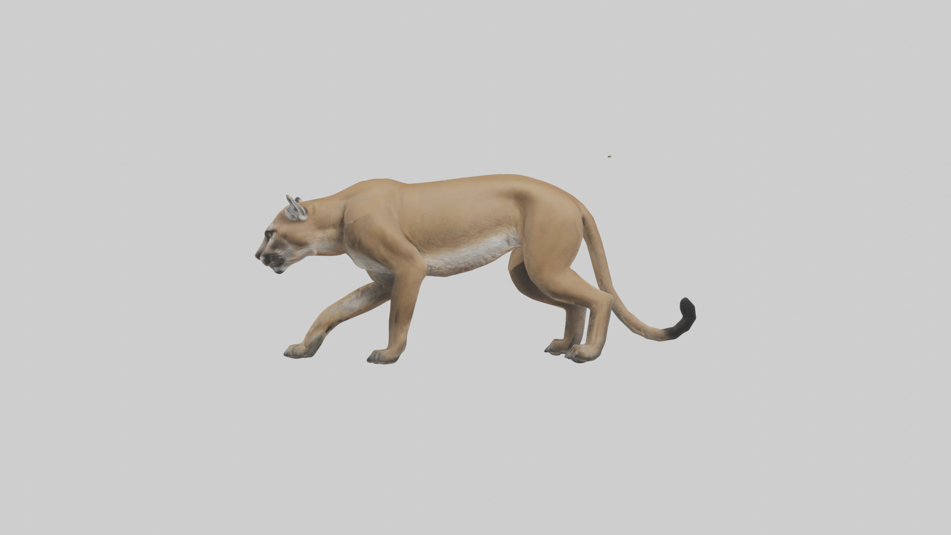 Puma stalking model Low-poly 3D model_12