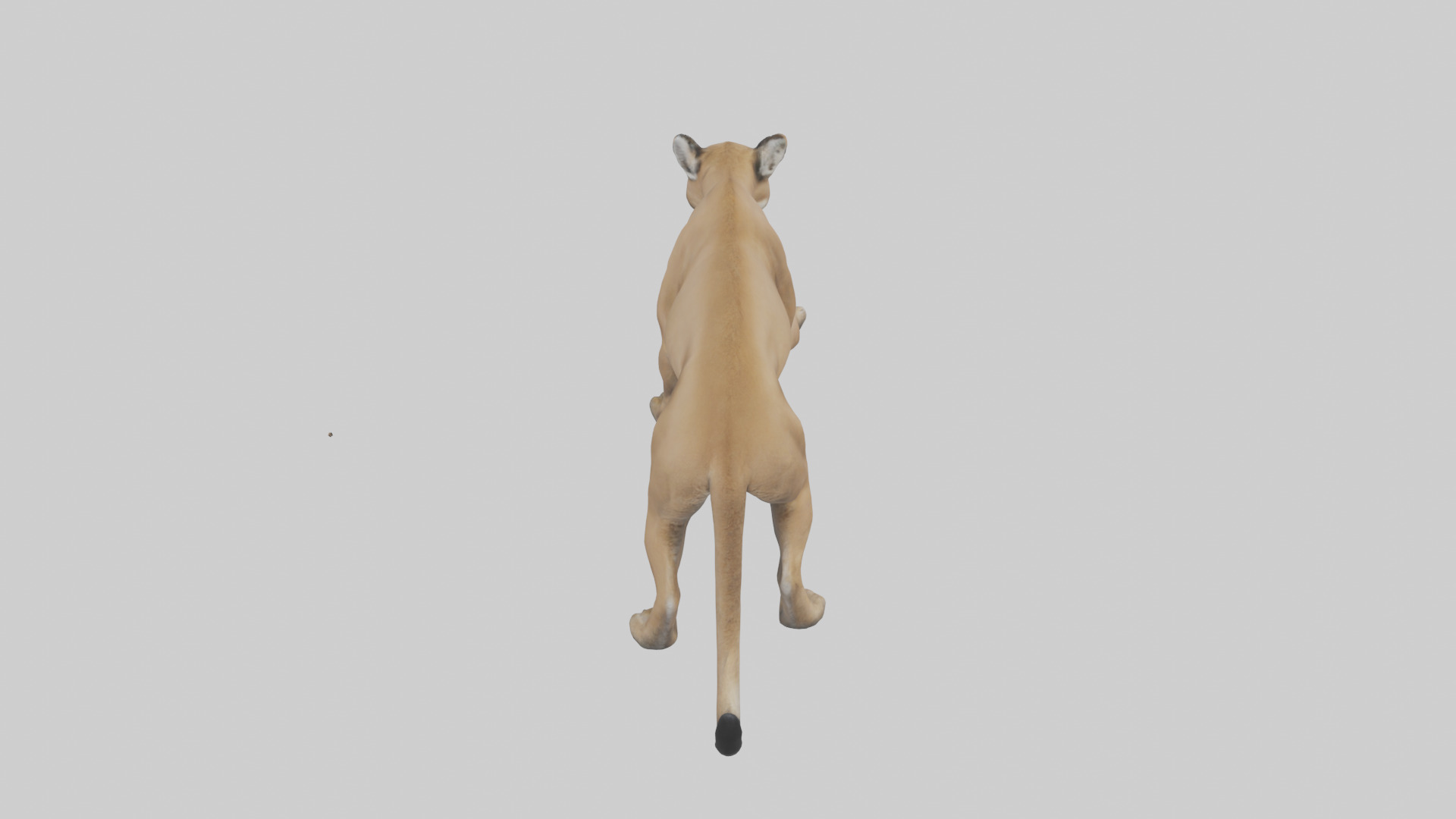Puma stalking model Low-poly 3D model_15