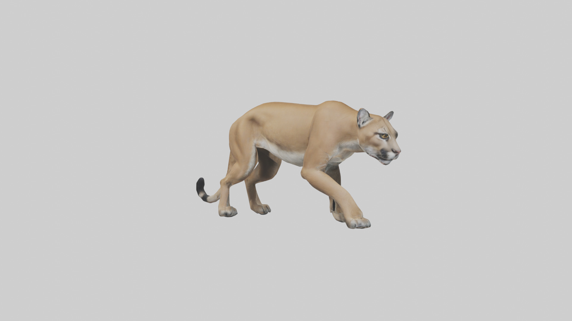 Puma stalking model Low-poly 3D model_7