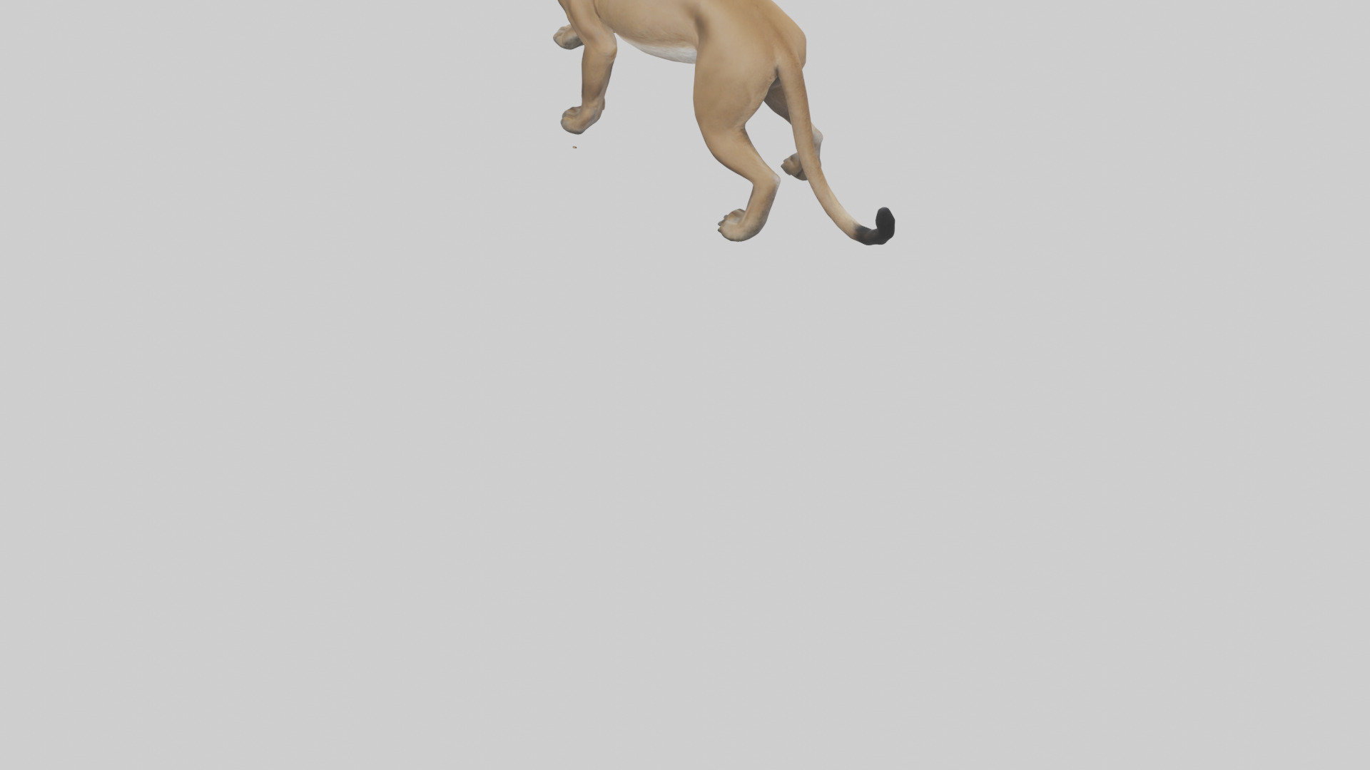 Puma stalking model Low-poly 3D model_3