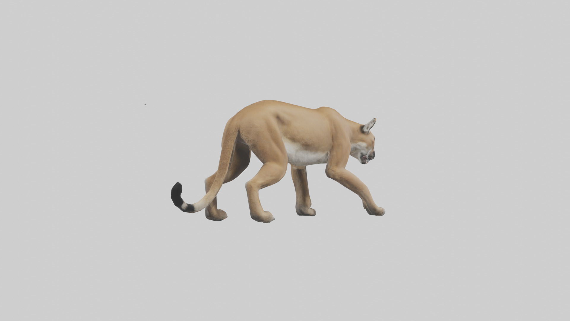 Puma stalking model Low-poly 3D model_2