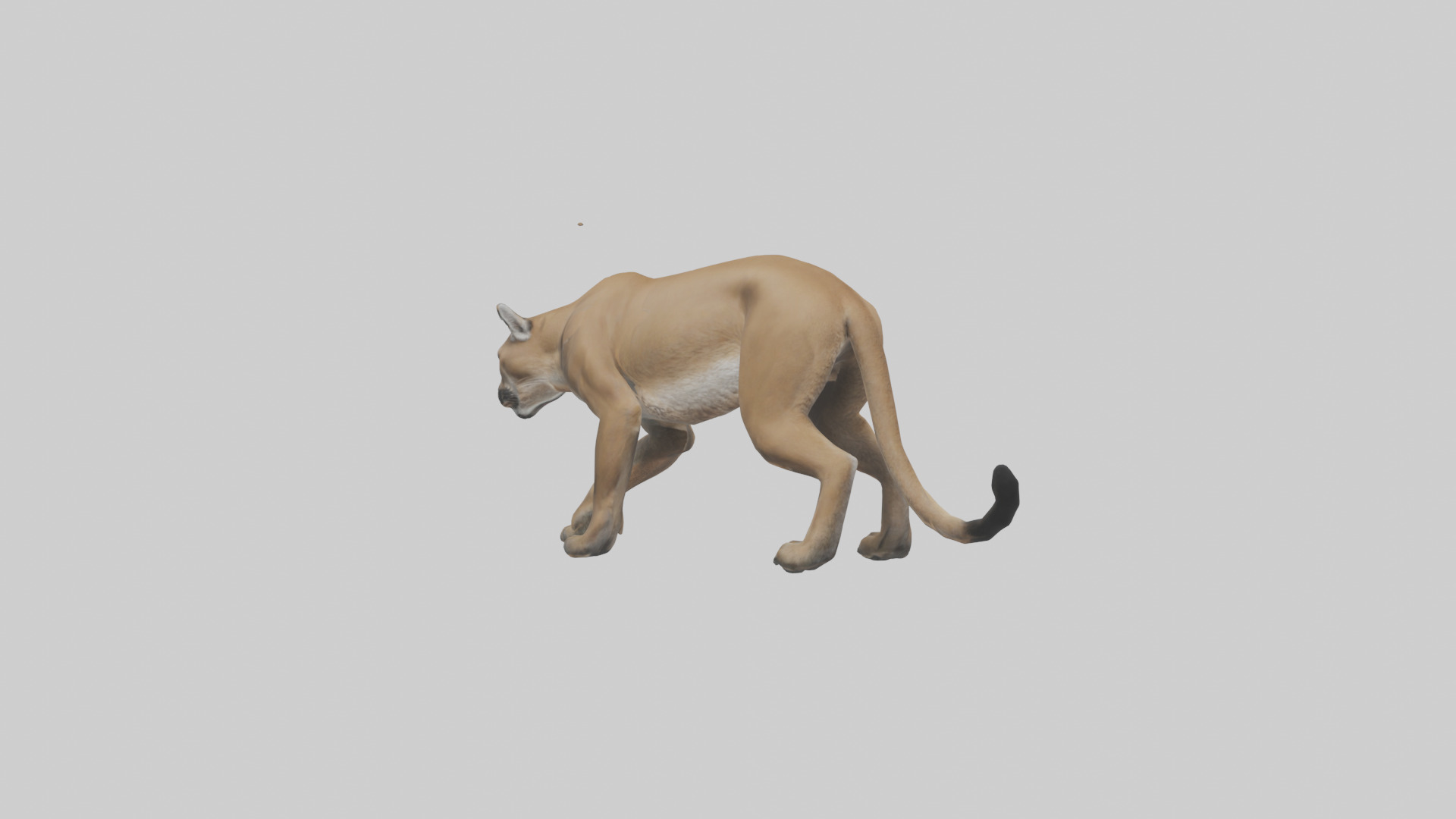 Puma stalking model Low-poly 3D model_1