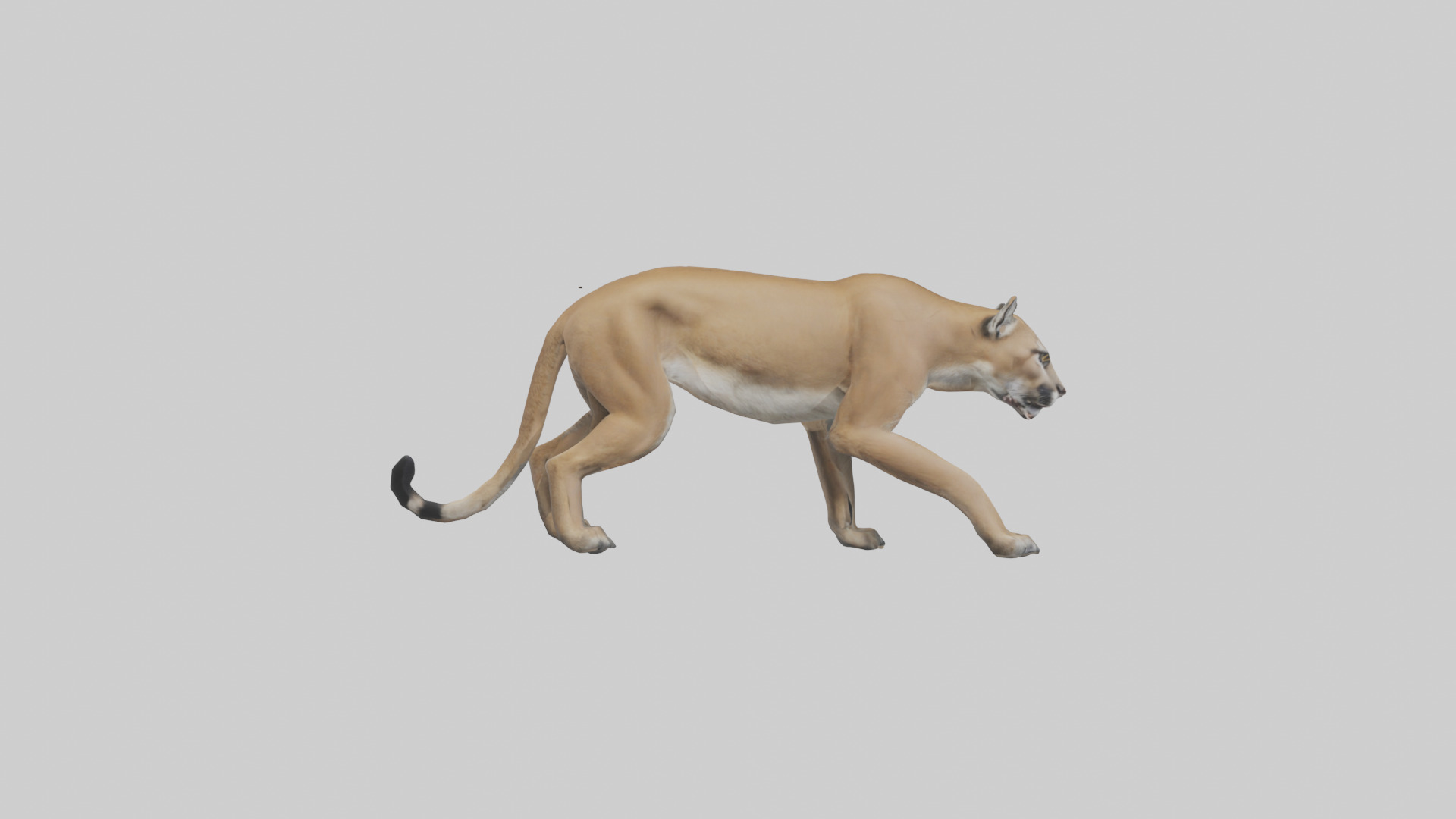 Puma stalking model Low-poly 3D model_13