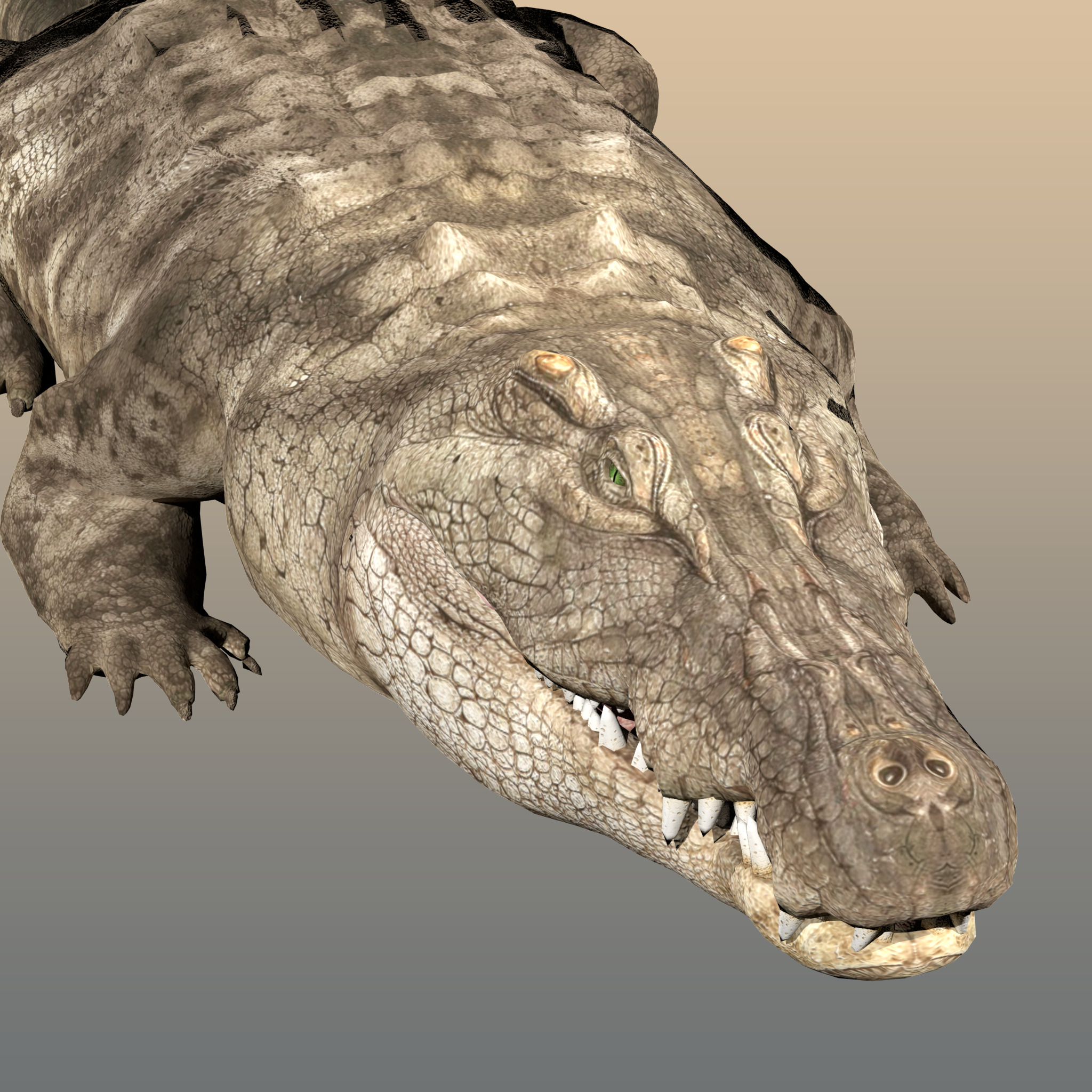 Crocodile Realistic Rigged 3D model_4