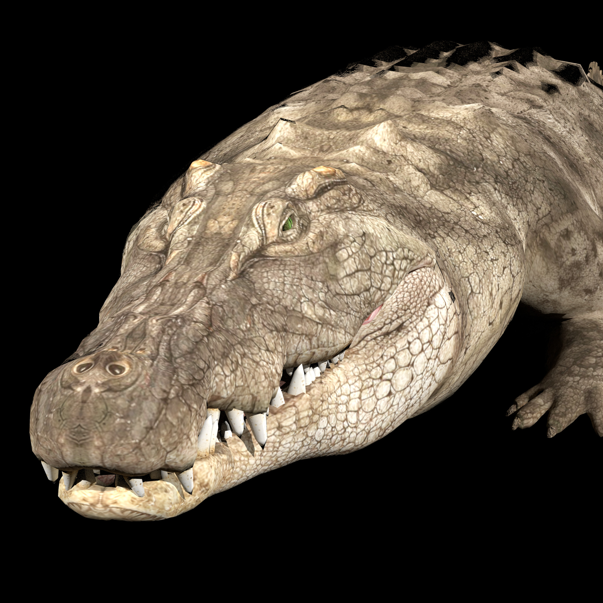 Crocodile Realistic Rigged 3D model_3