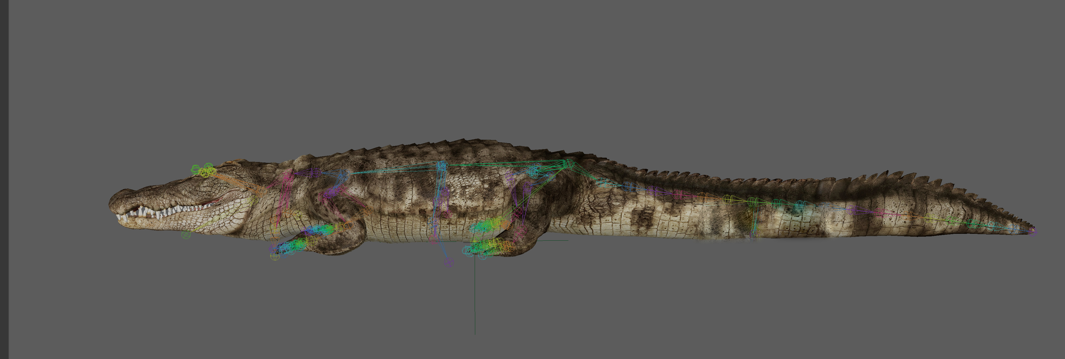 Crocodile Realistic Rigged 3D model_13