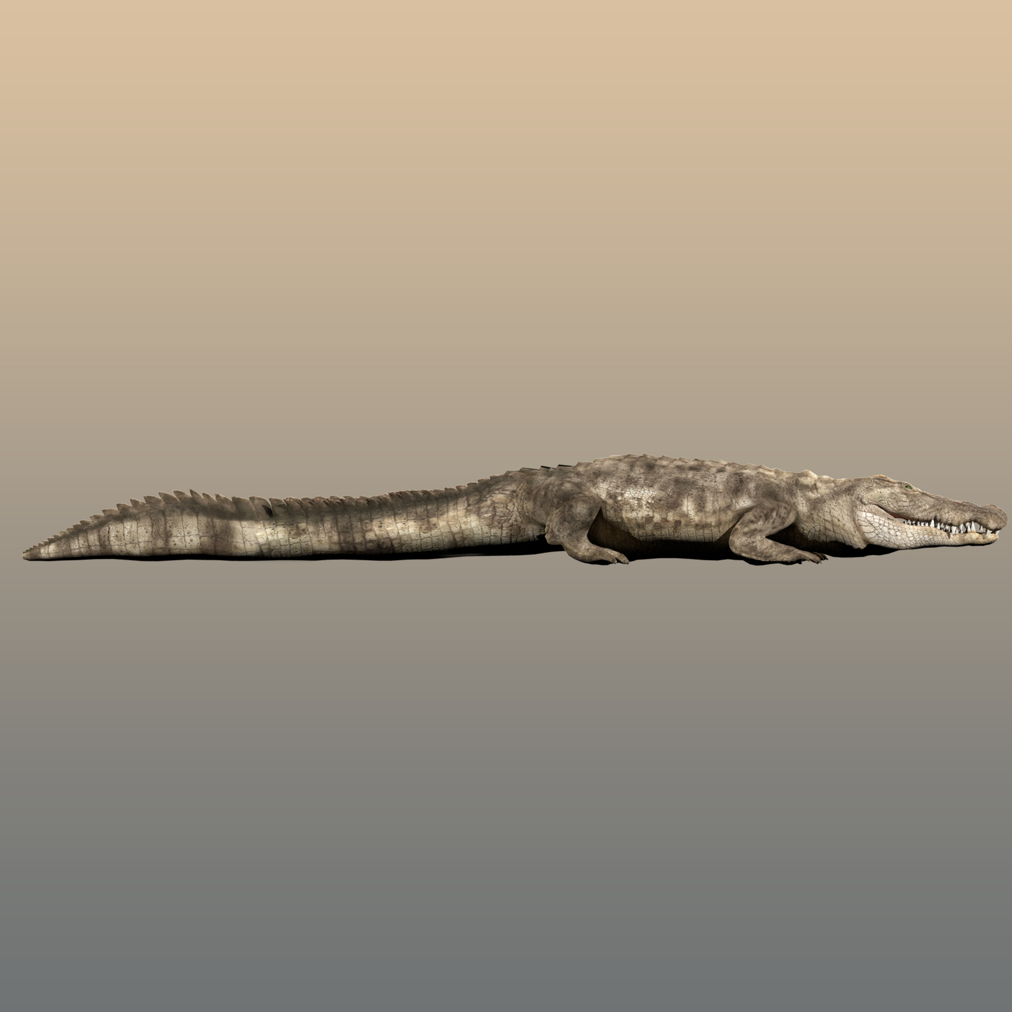 Crocodile Realistic Rigged 3D model_6