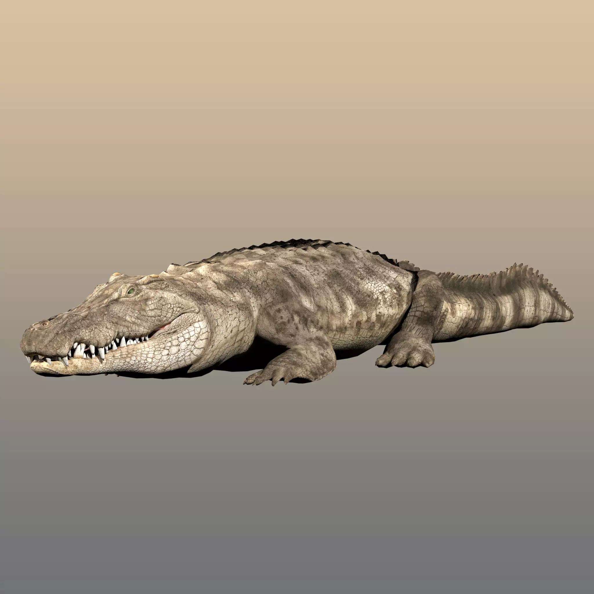 Crocodile Realistic Rigged 3D model_0