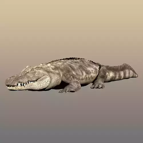 Crocodile Realistic Rigged 3D model