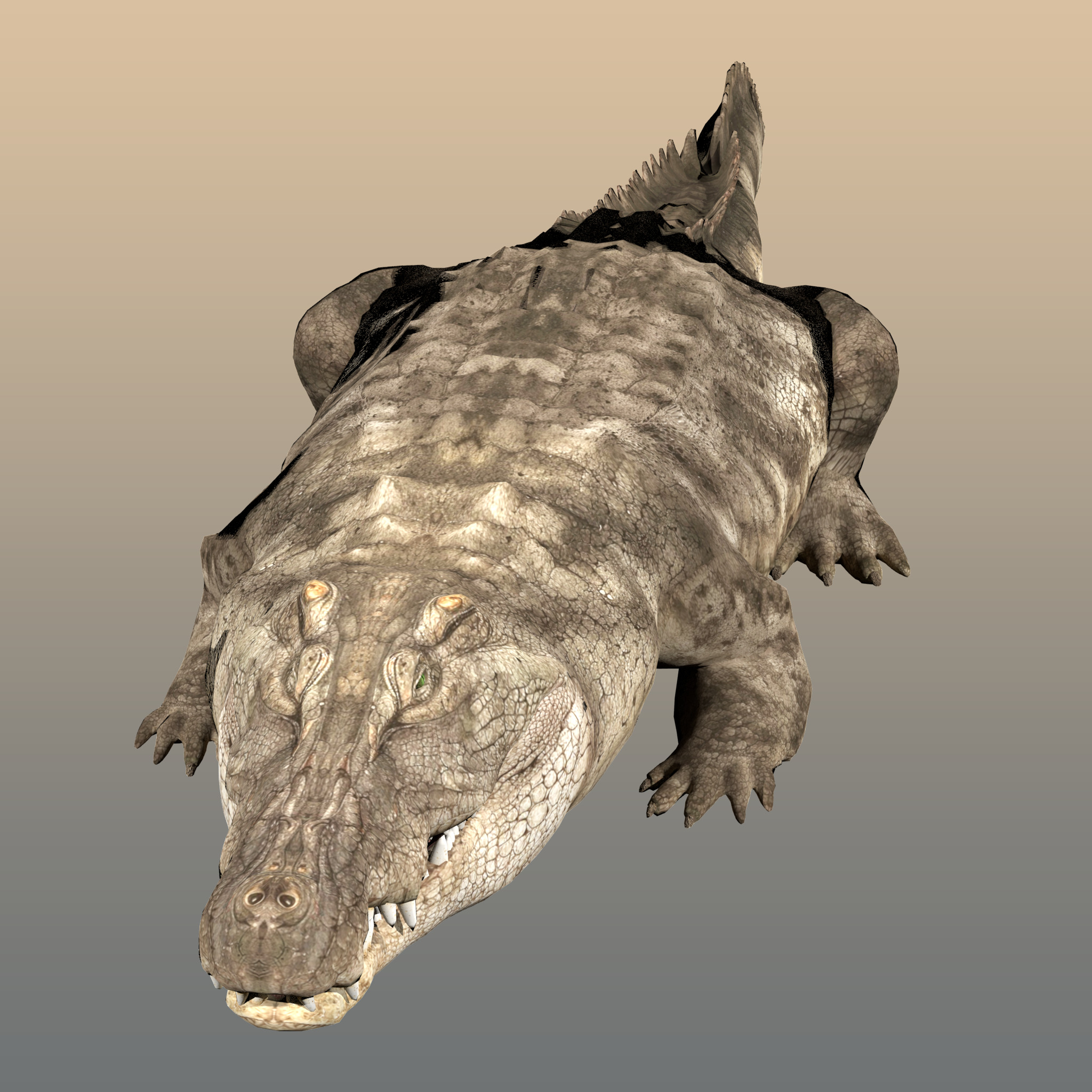 Crocodile Realistic Rigged 3D model_2