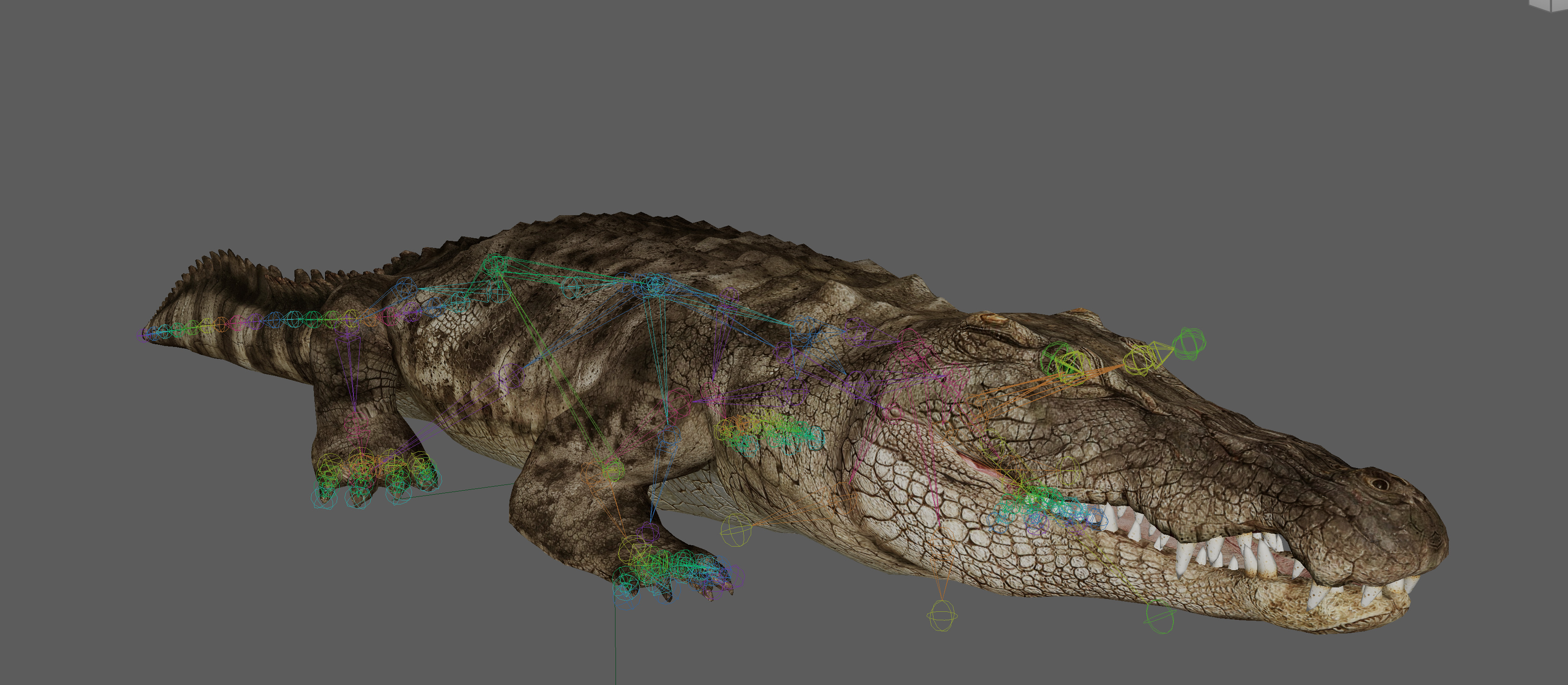 Crocodile Realistic Rigged 3D model_9