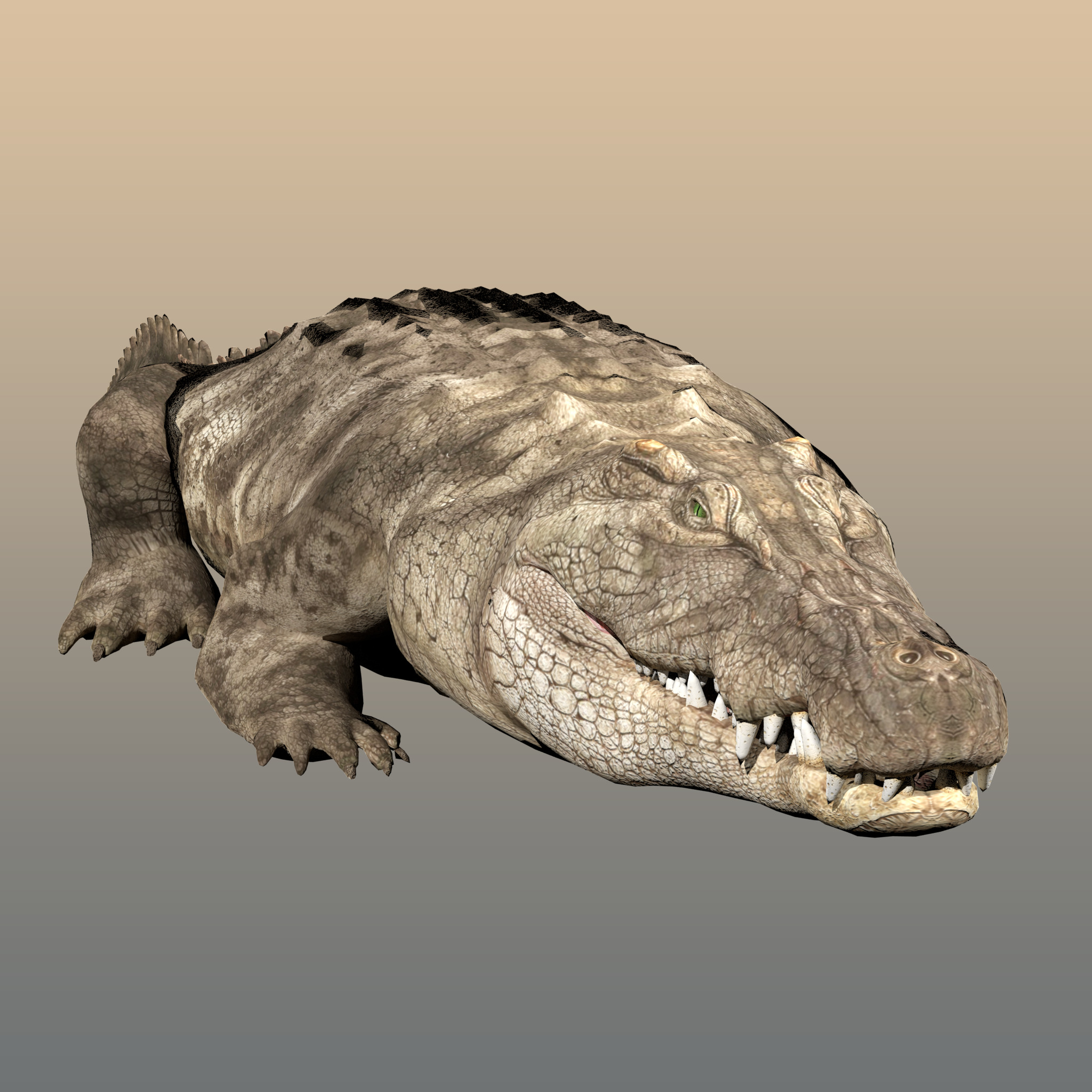 Crocodile Realistic Rigged 3D model_1