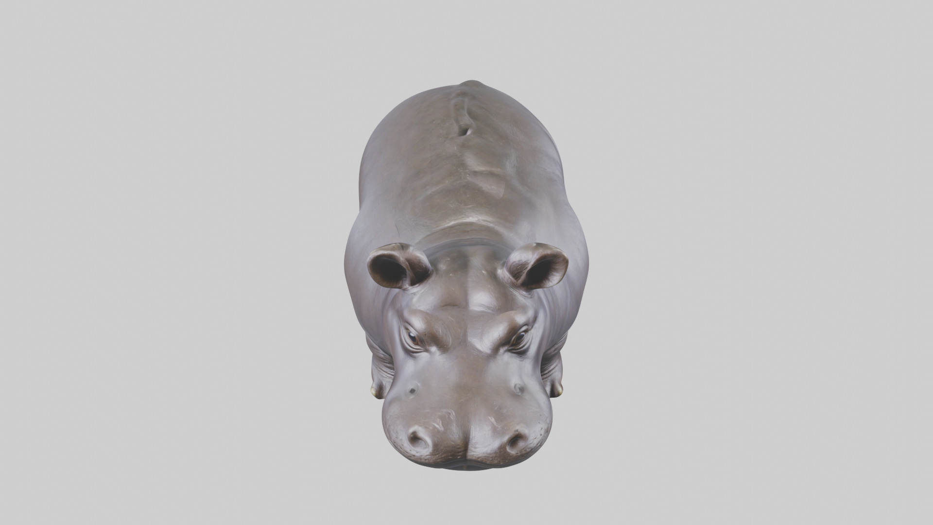 Pygmy Hippo statue model Low-poly 3D model_16