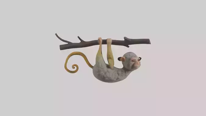 Pygmy Marmoset hanging model