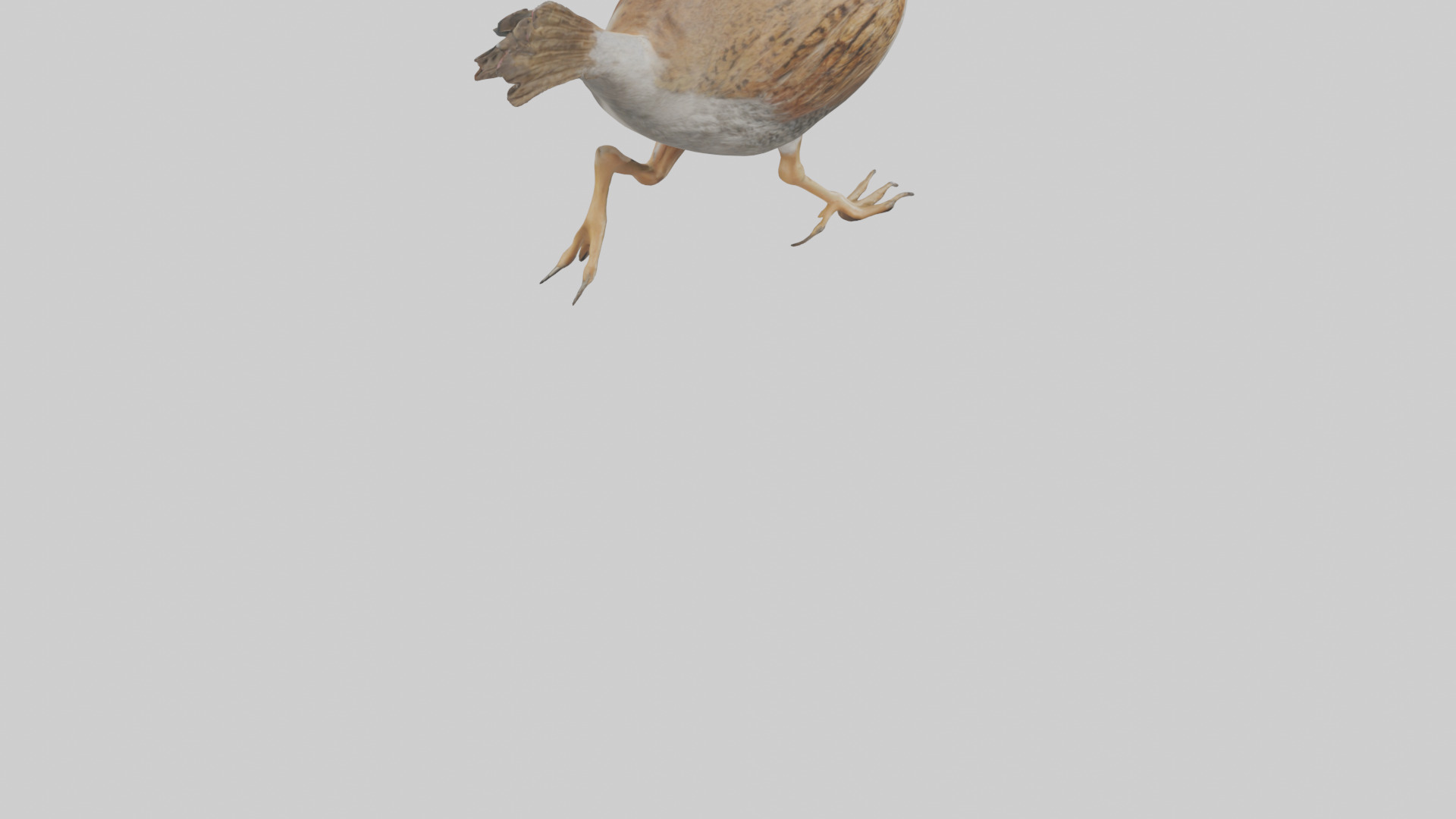 Quail running model Low-poly 3D model_4