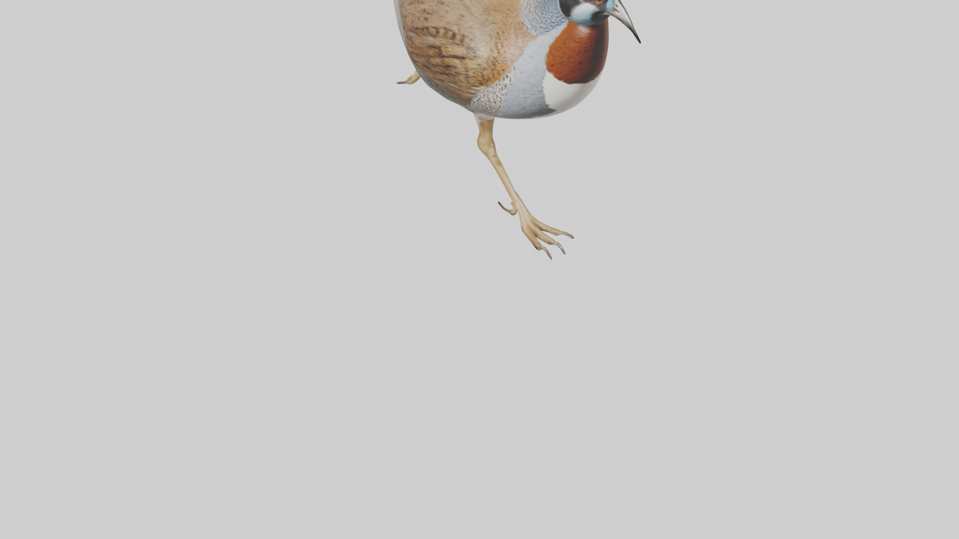 Quail running model Low-poly 3D model_6
