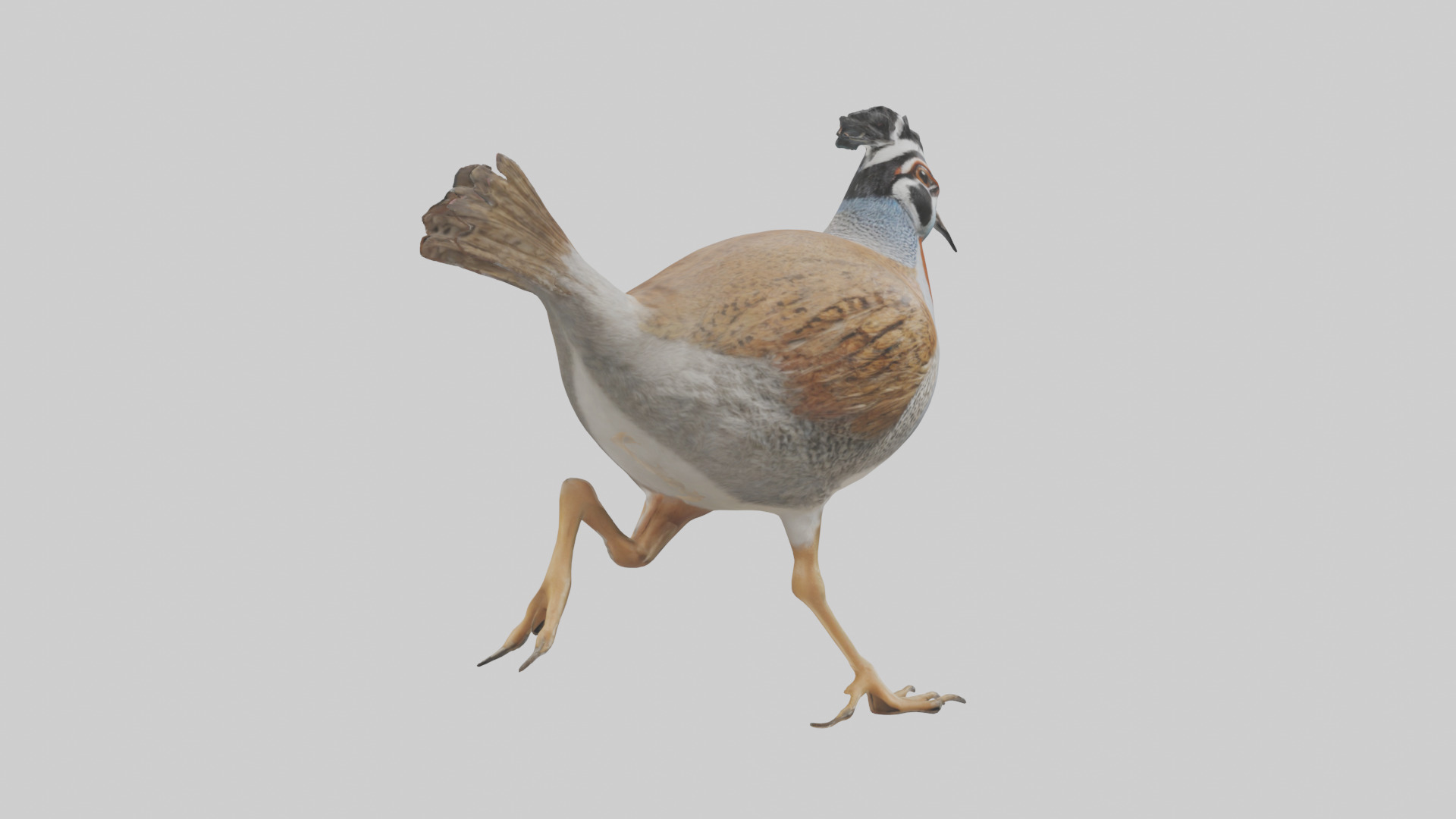 Quail running model Low-poly 3D model_2