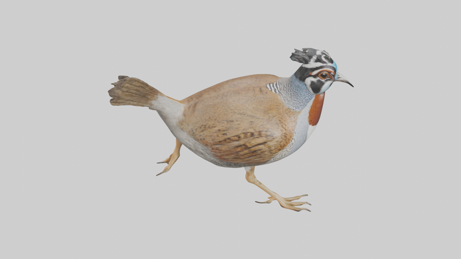 Quail running model Low-poly 3D model_18