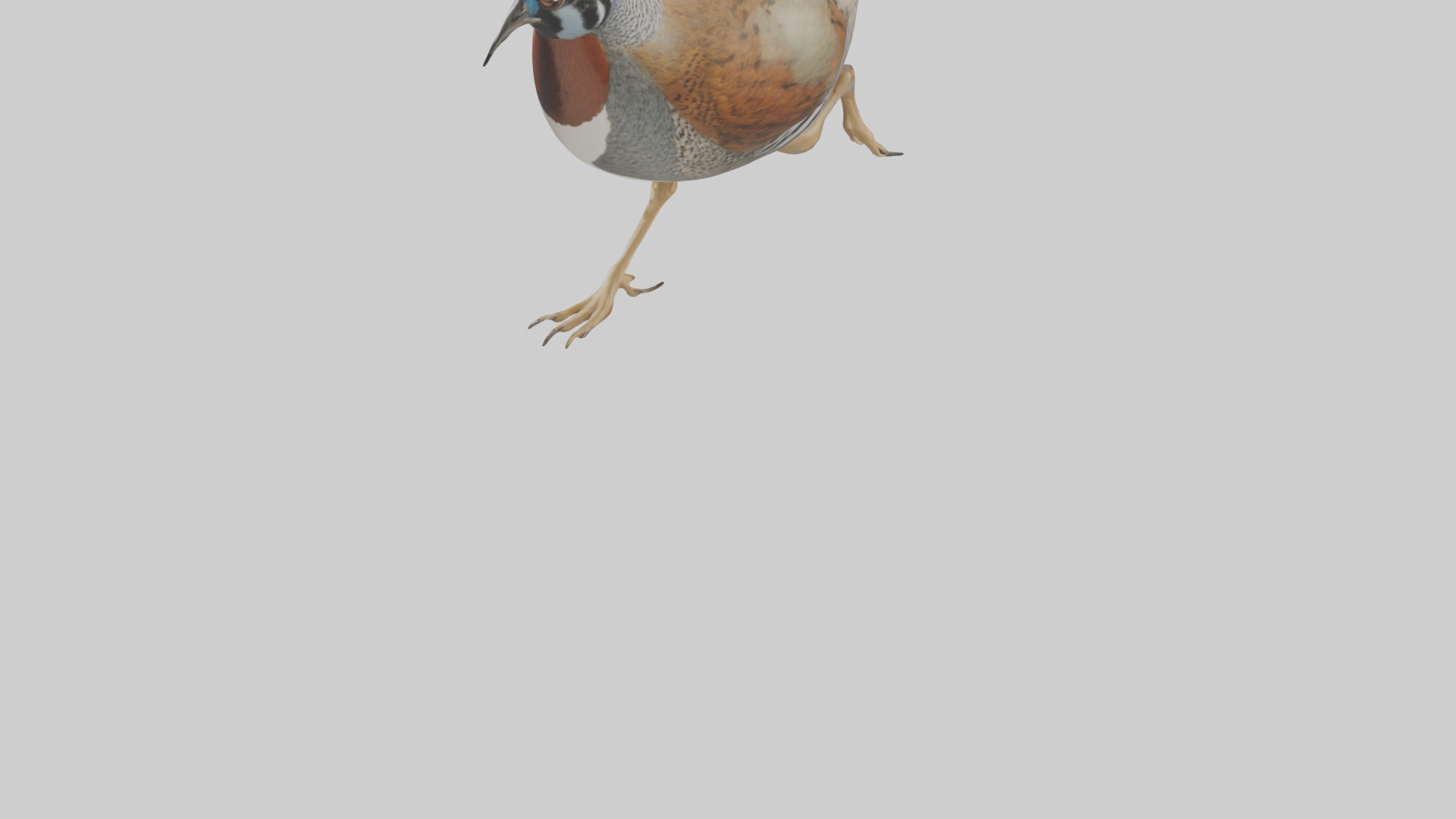 Quail running model Low-poly 3D model_5