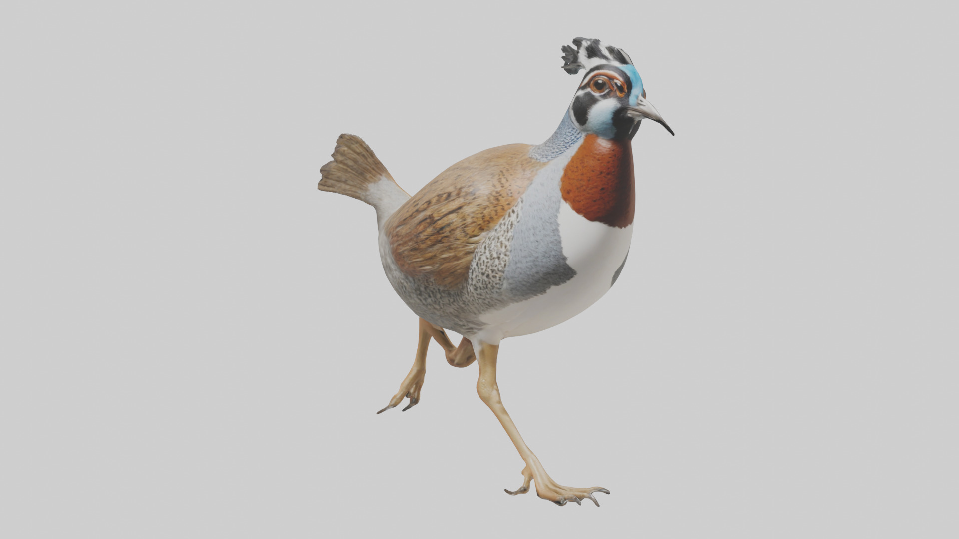 Quail running model Low-poly 3D model_11