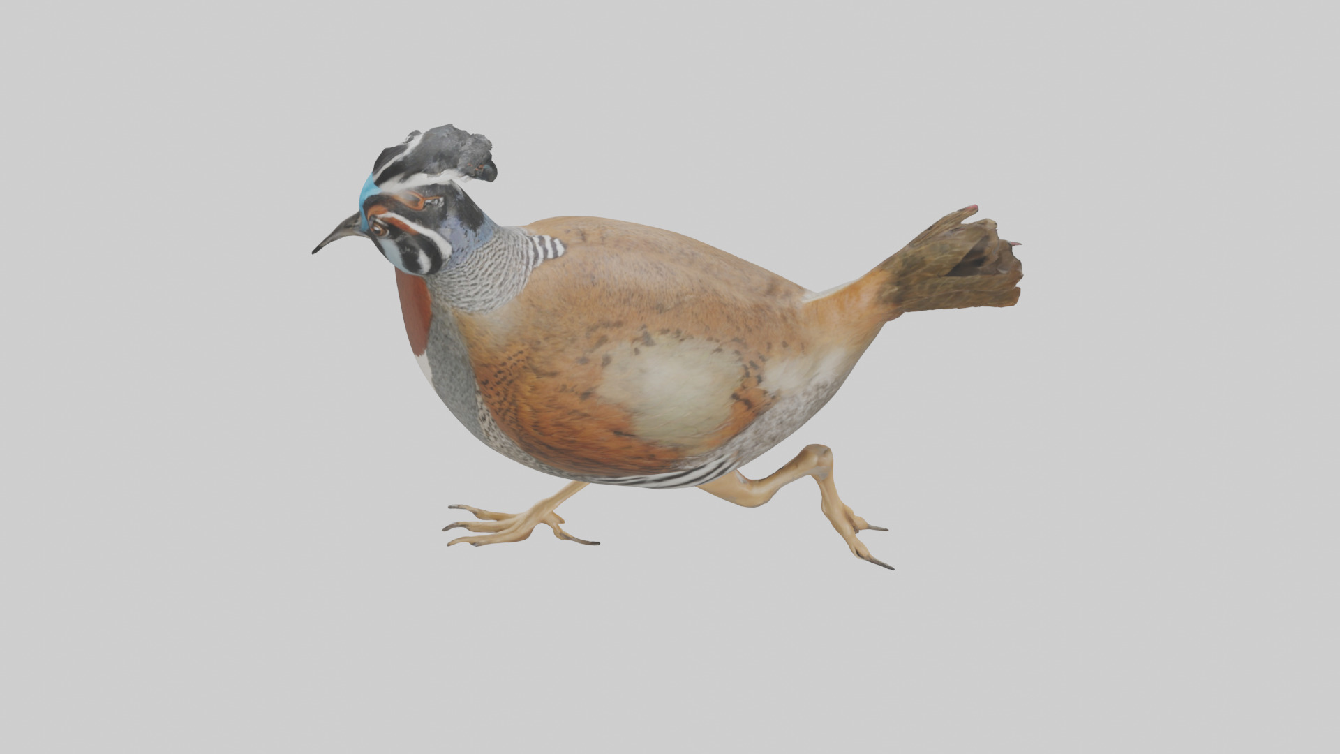 Quail running model Low-poly 3D model_17