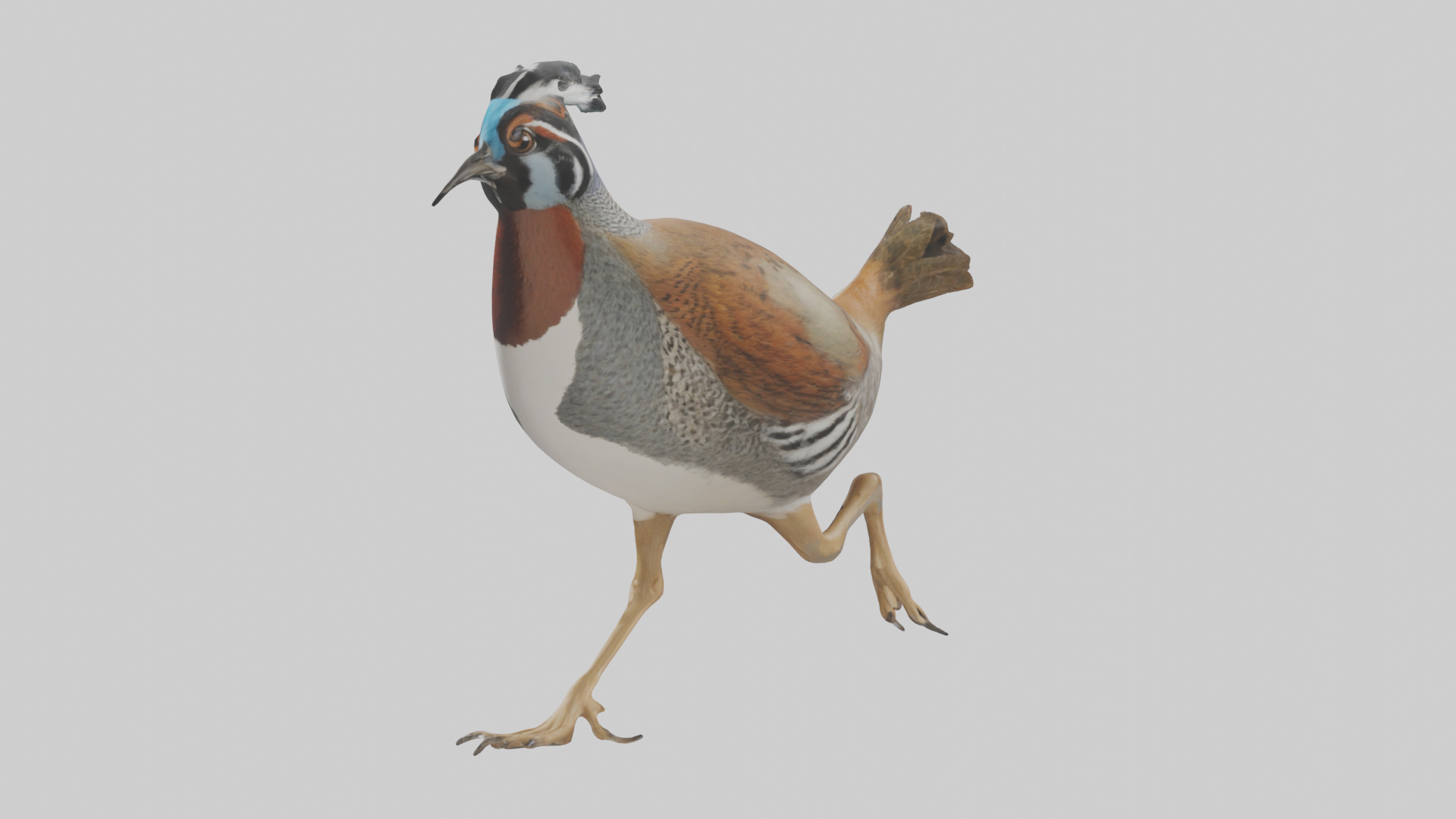 Quail running model Low-poly 3D model_10