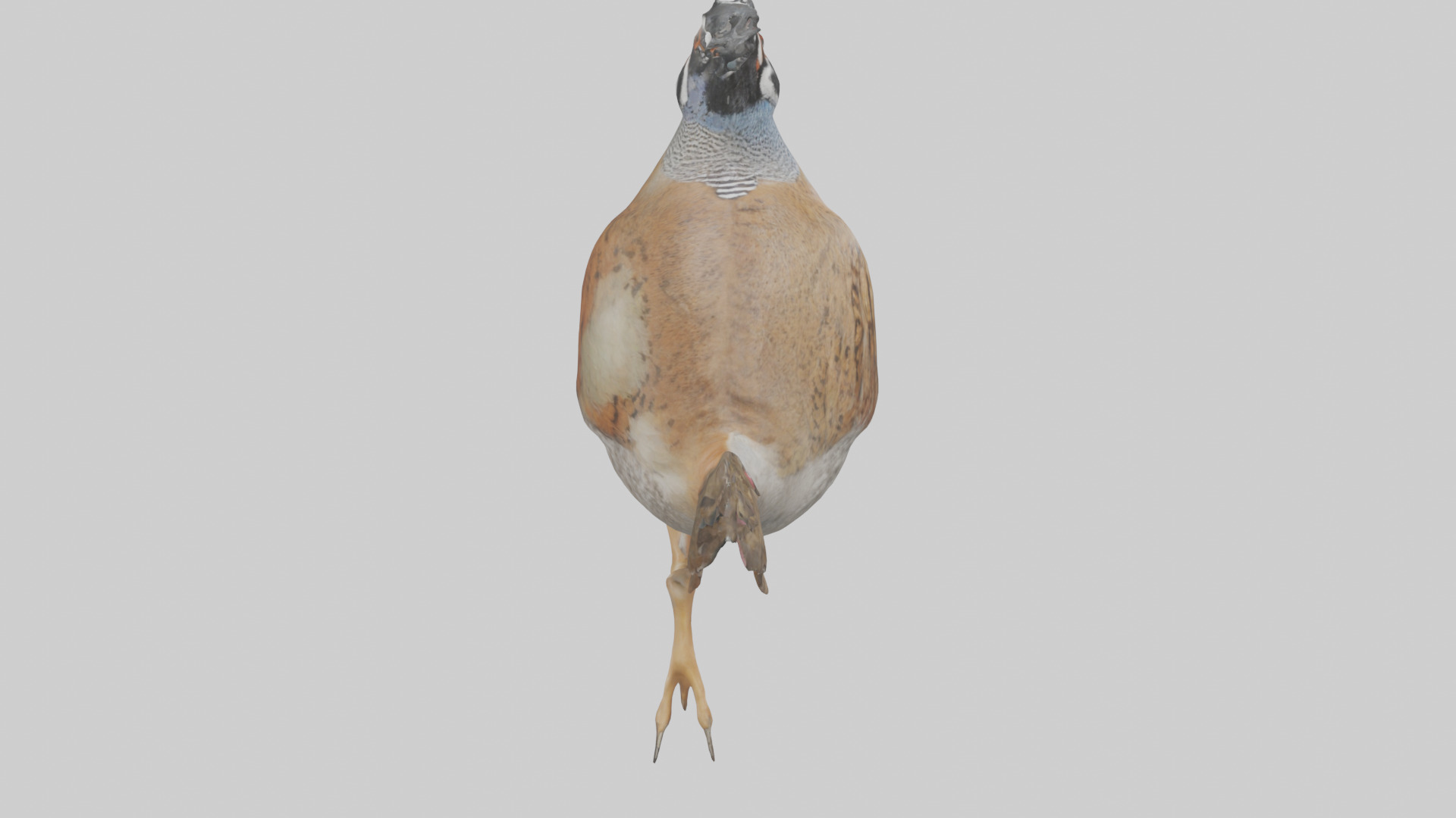 Quail running model Low-poly 3D model_15