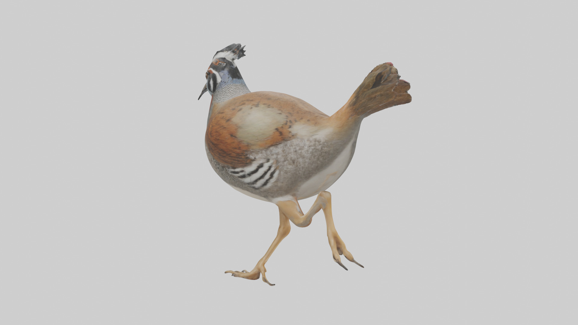 Quail running model Low-poly 3D model_1