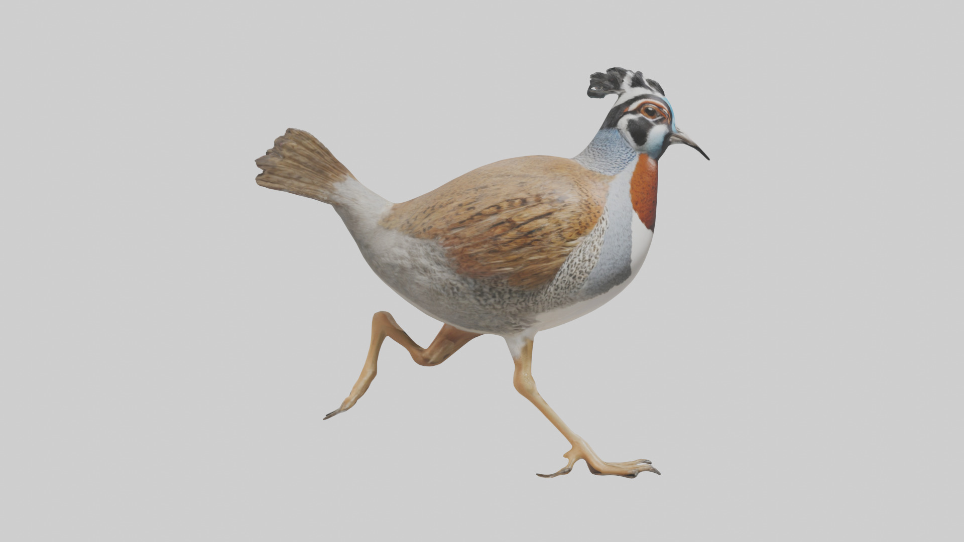 Quail running model Low-poly 3D model_13