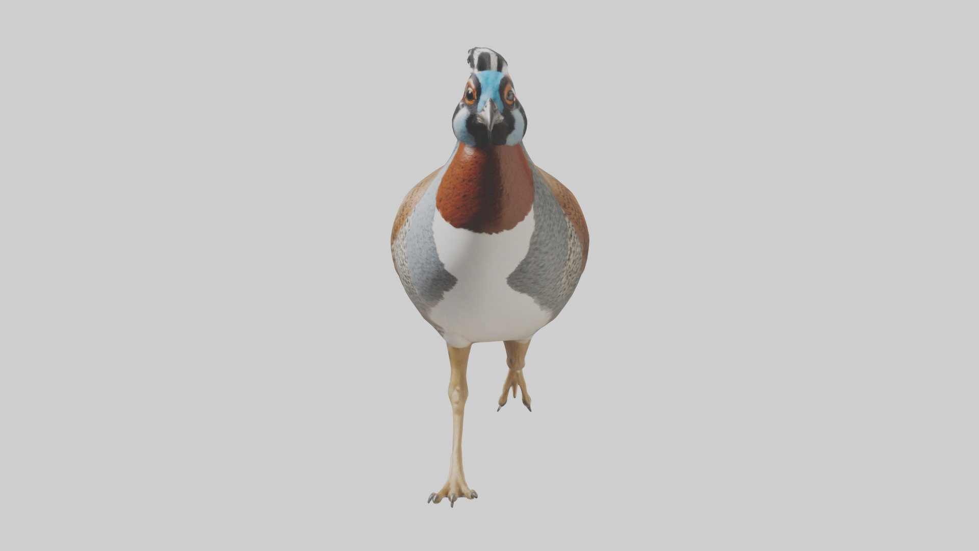 Quail running model Low-poly 3D model_9