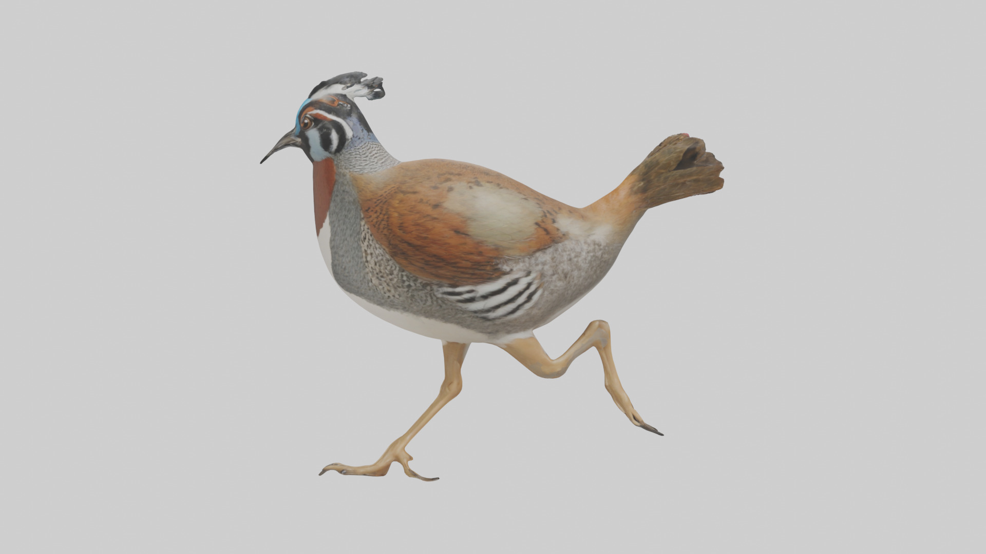 Quail running model Low-poly 3D model_12