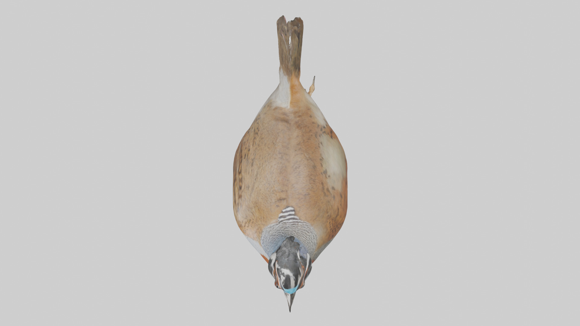 Quail running model Low-poly 3D model_14