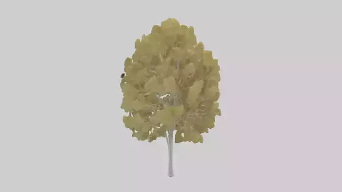Quaking Aspen tree model