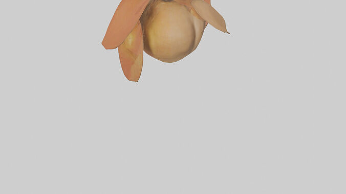Quince model Low-poly 3D model 5