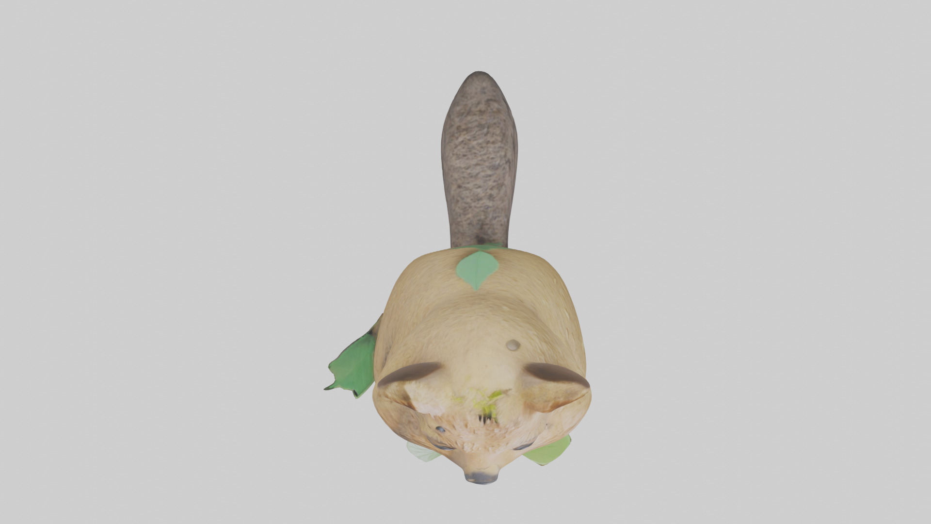 Quokka munching leaves model Low-poly 3D model_14