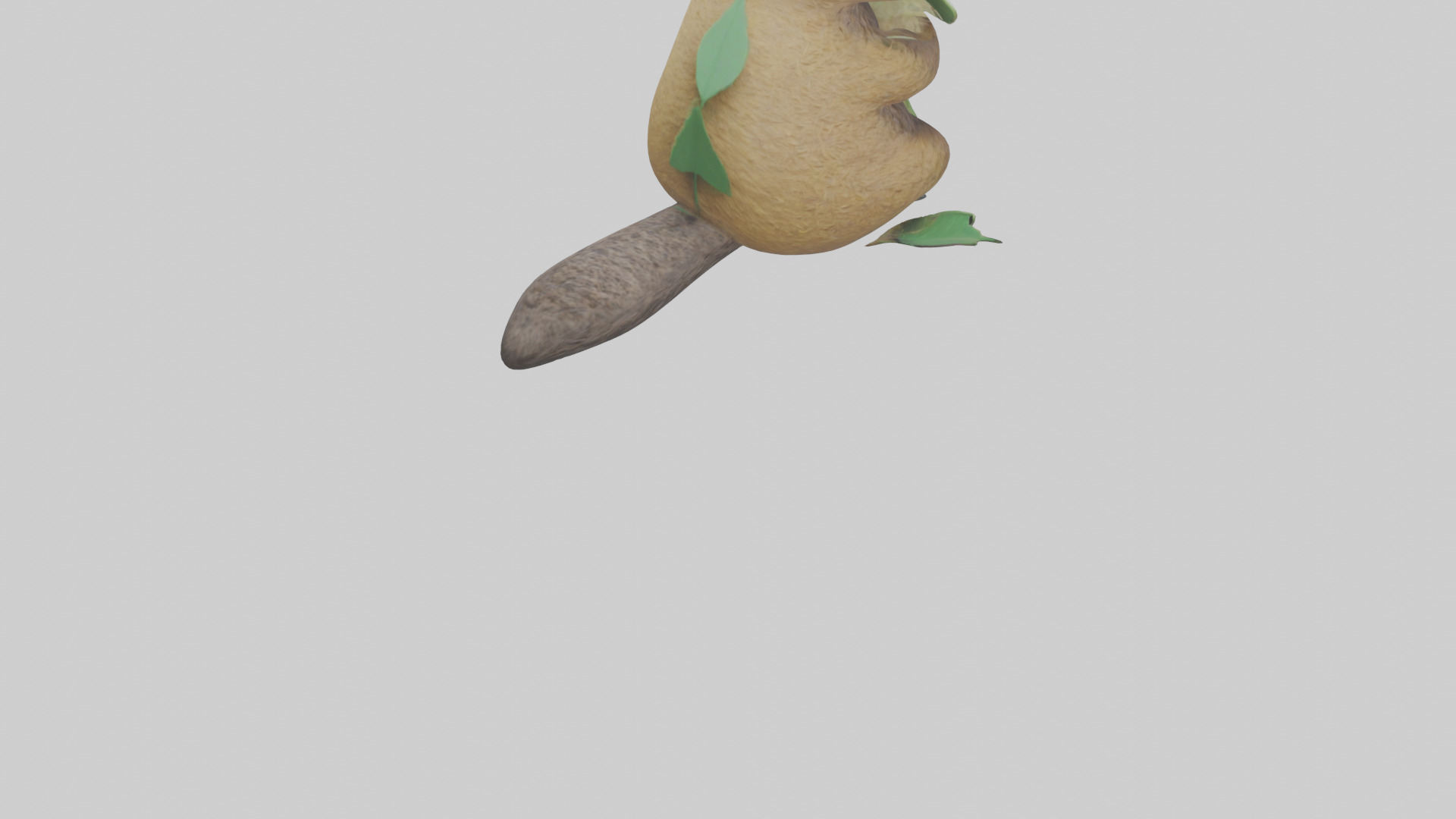 Quokka munching leaves model Low-poly 3D model_5
