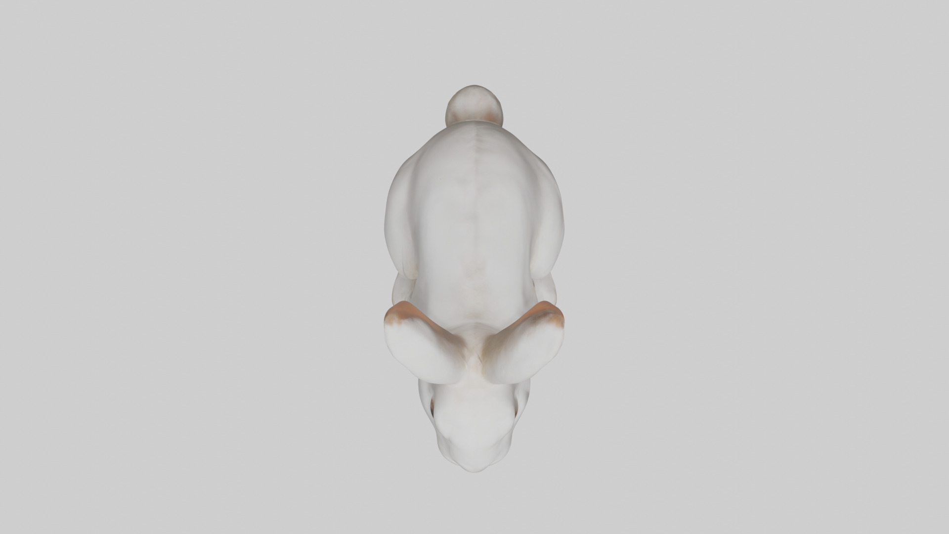 Rabbit Body Low-poly 3D model_14
