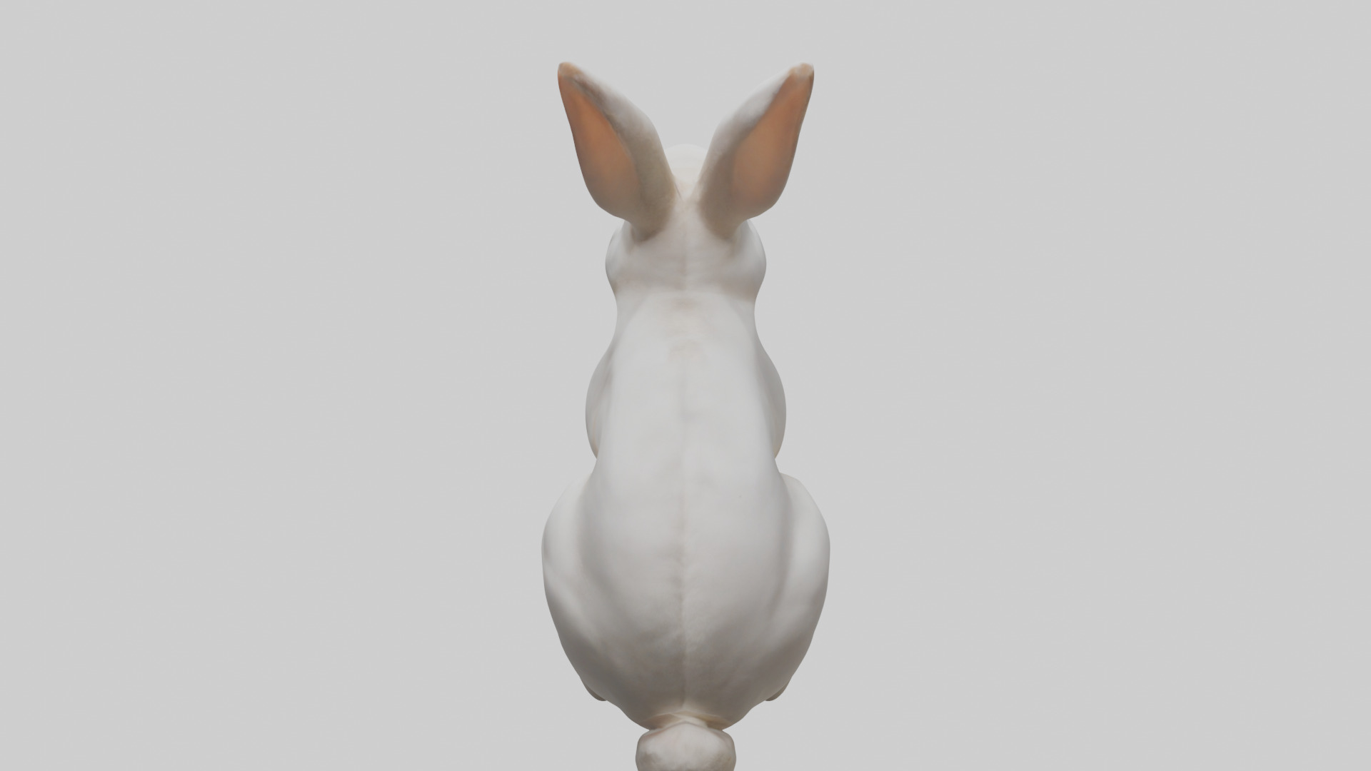 Rabbit Body Low-poly 3D model_15