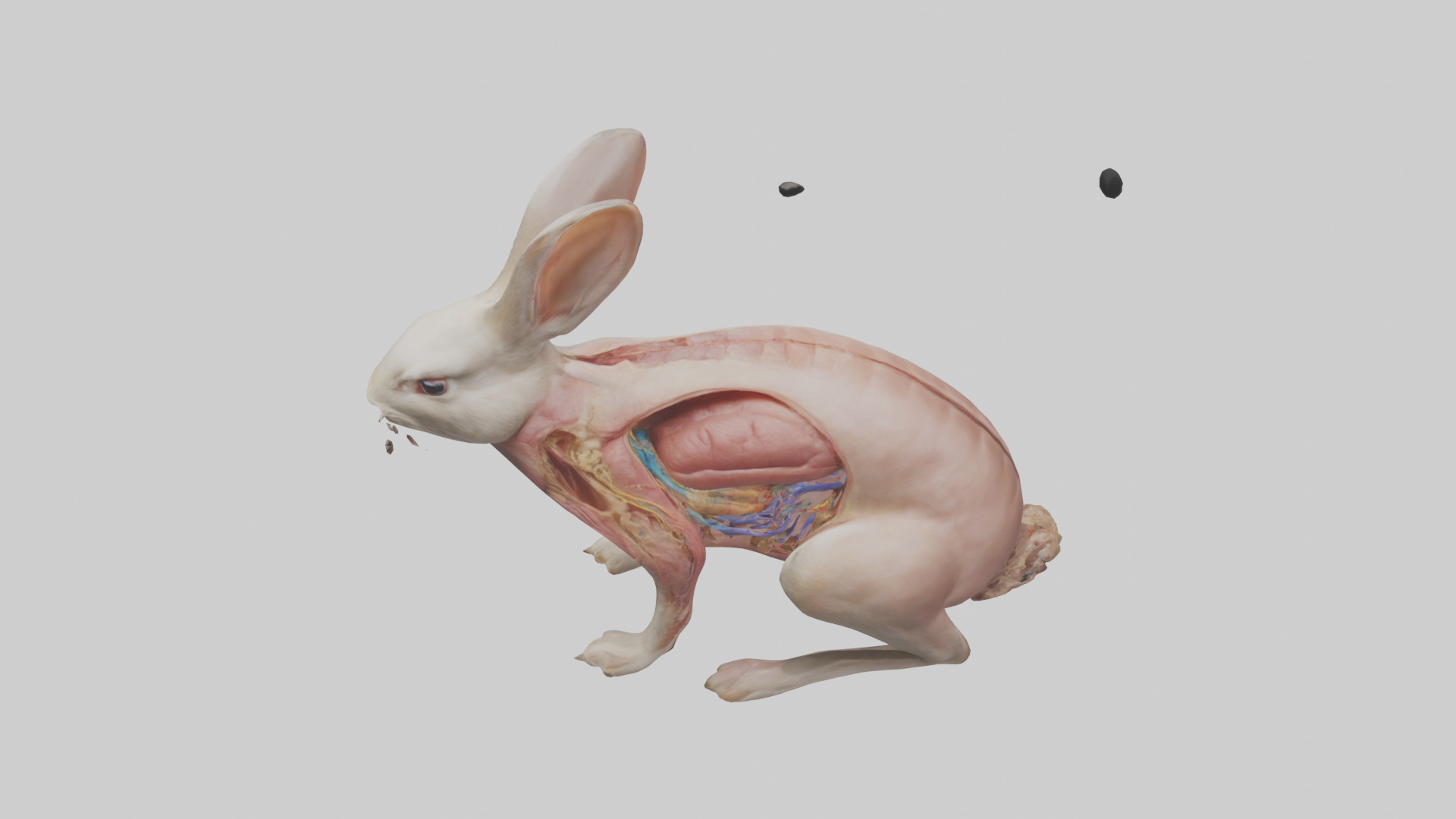 Rabbit Digestive System Low-poly 3D model_17