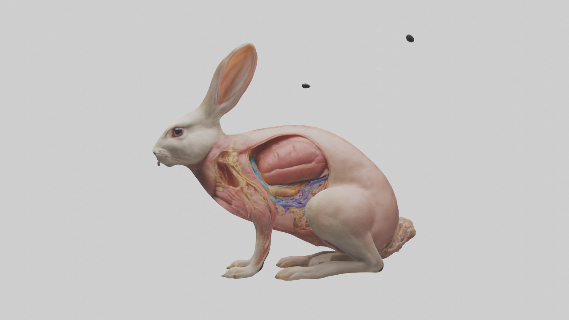 Rabbit Digestive System Low-poly 3D model_12
