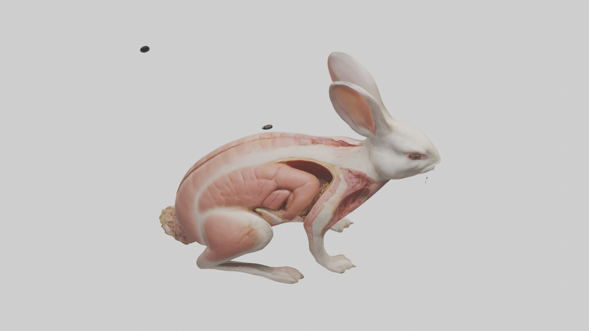 Rabbit Digestive System Low-poly 3D model_18