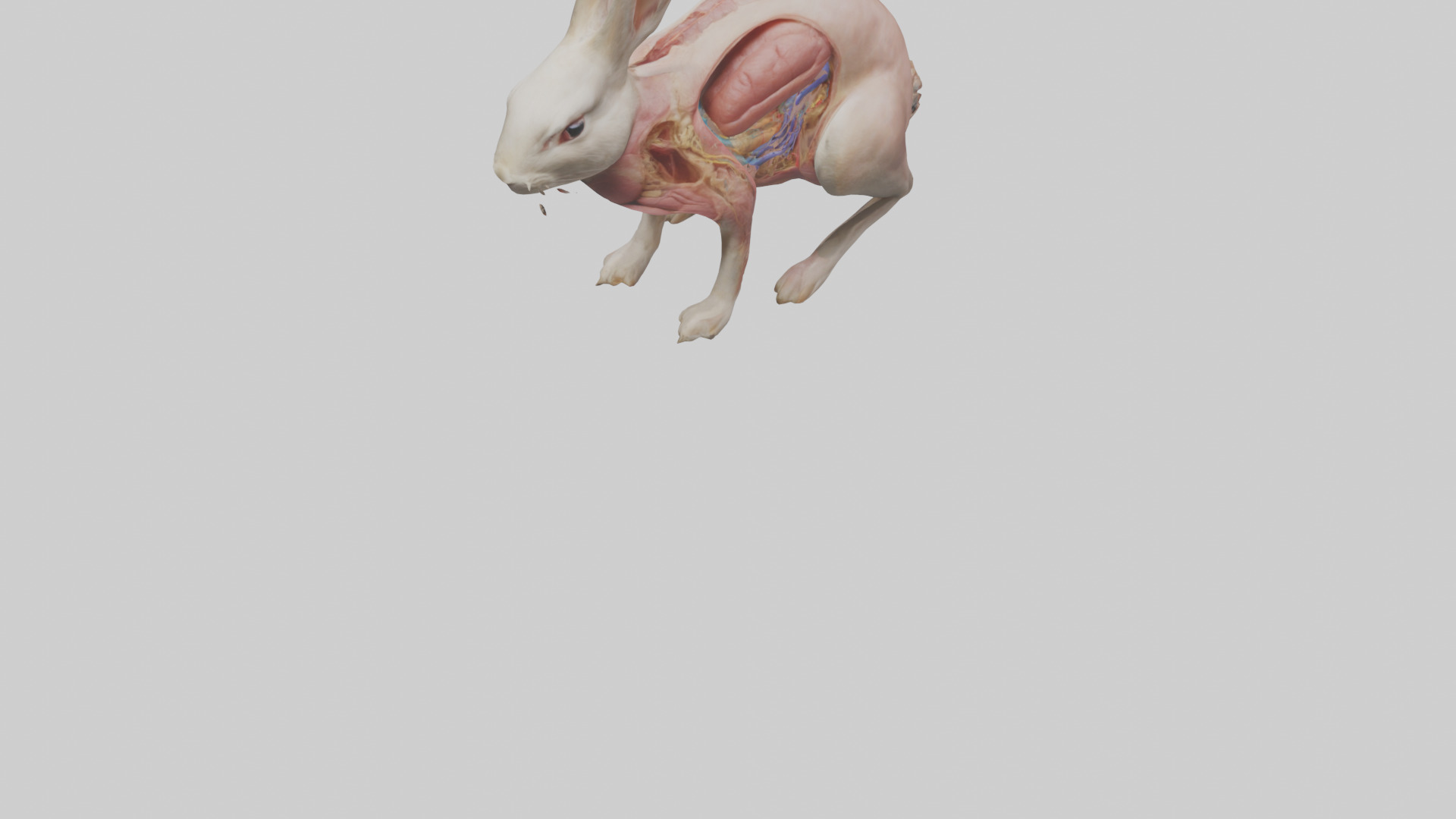 Rabbit Digestive System Low-poly 3D model_5