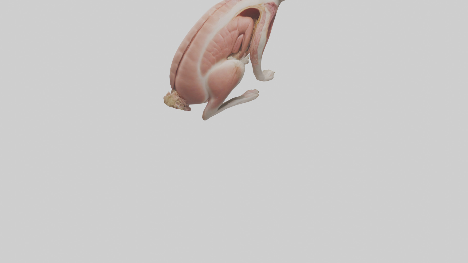 Rabbit Digestive System Low-poly 3D model_4
