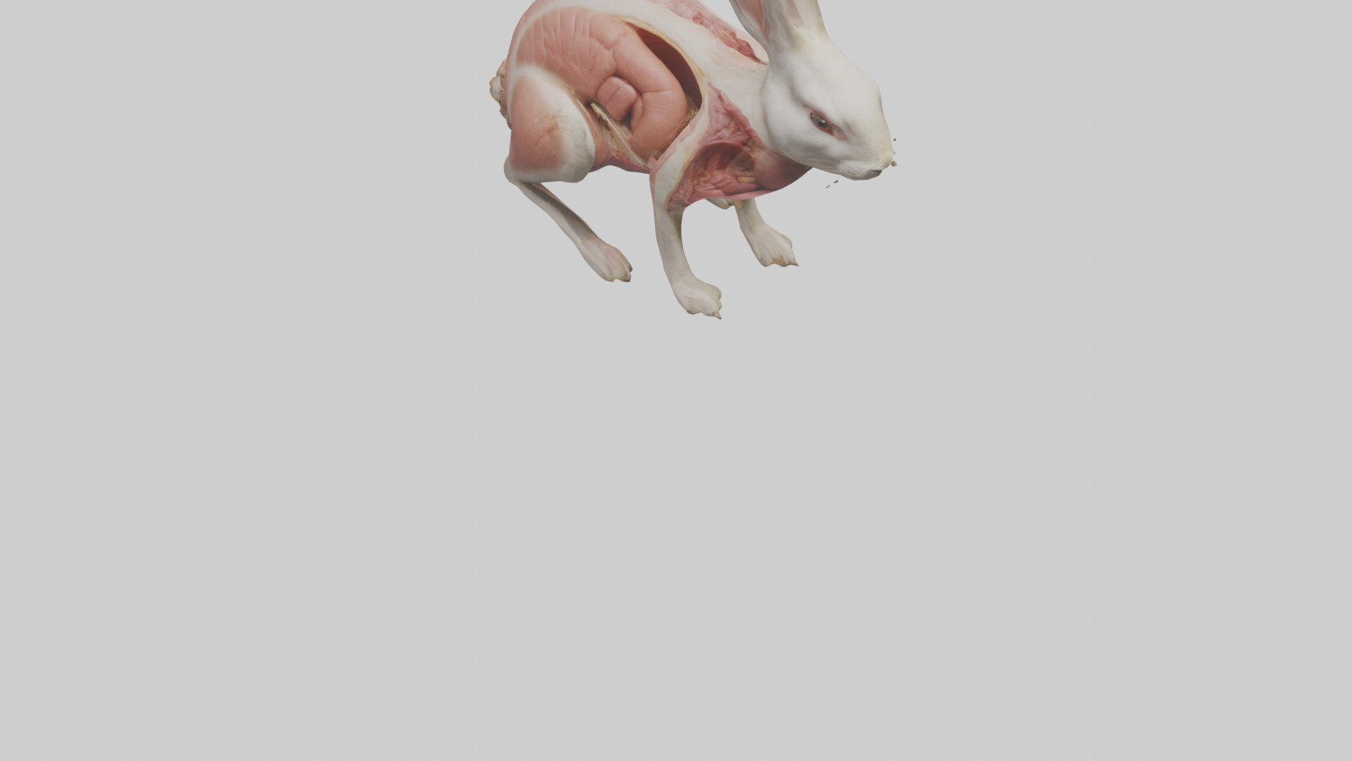 Rabbit Digestive System Low-poly 3D model_6