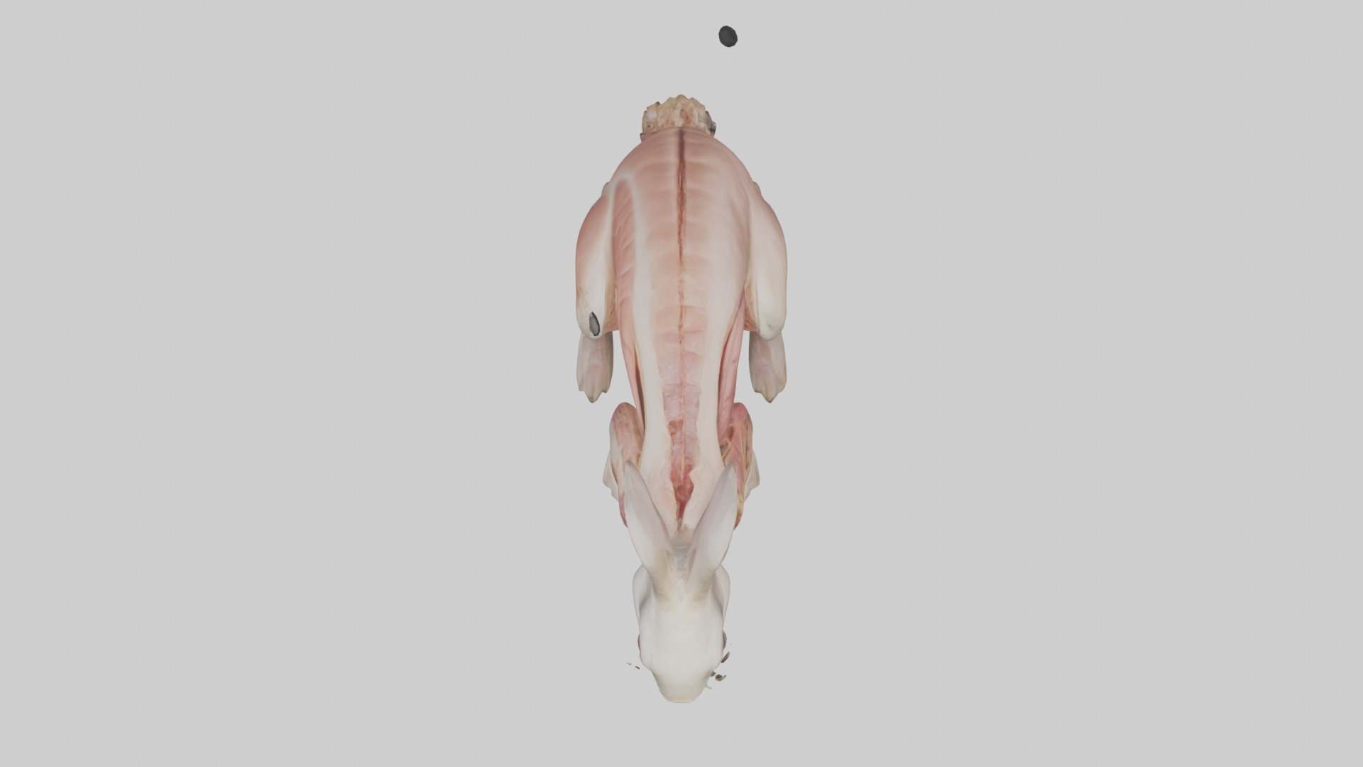 Rabbit Digestive System Low-poly 3D model_14