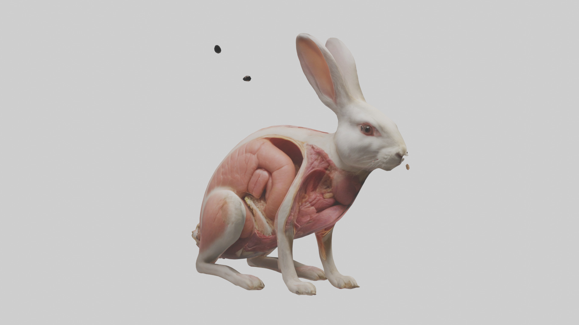 Rabbit Digestive System Low-poly 3D model_11