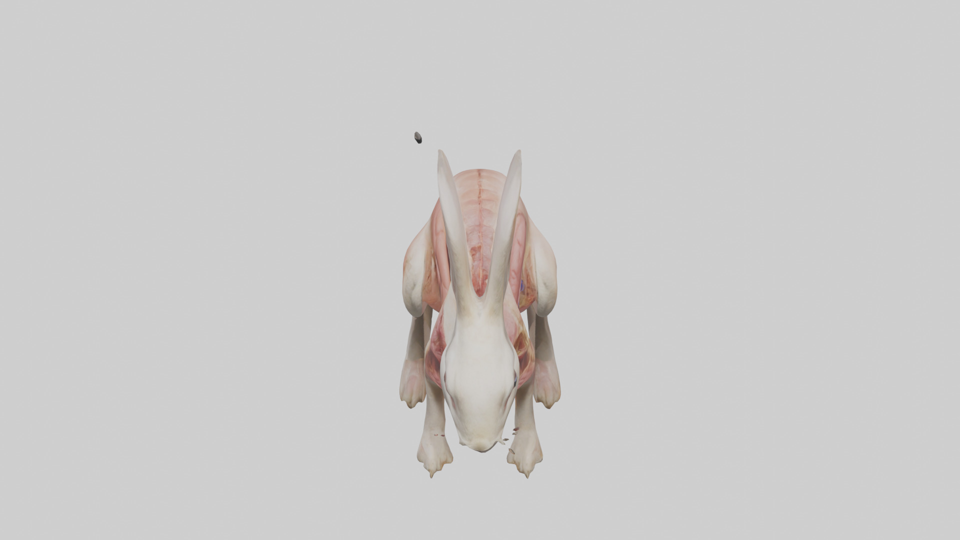 Rabbit Digestive System Low-poly 3D model_16